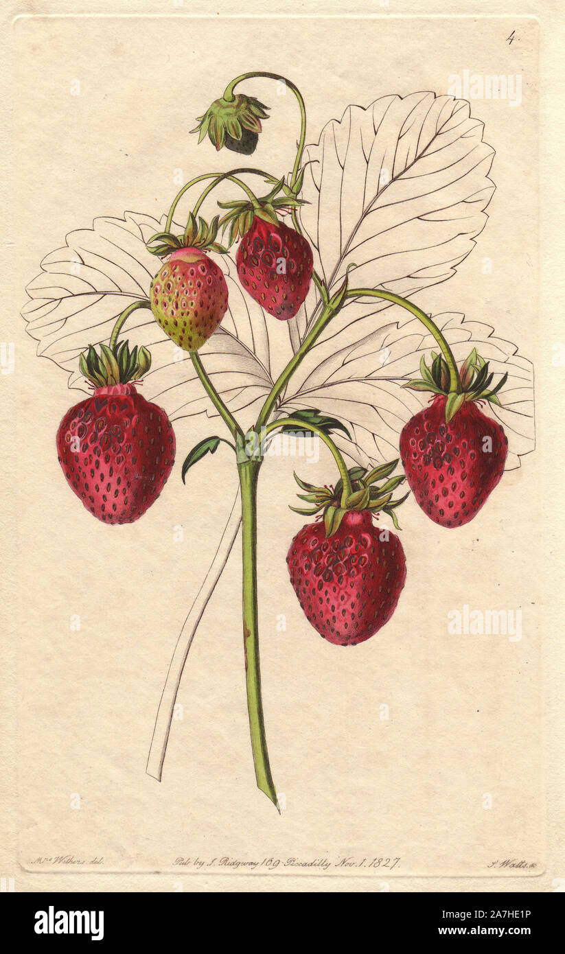Sweet-cone strawberry, Fragaria × ananassa, hybrid raised at Downton Castle in 1817. Handcoloured copperplate engraving by S. Watts from a botanical illustration by Augusta Withers from John Lindley's 'Pomological Magazine,' James Ridgway, London, 1828. The magazine was published in three volumes from 1828 to 1830 and discontinued at plate 152 because of a dispute between the editors. Lindley (1795-1865) was an English botanist  and gardener who published books on roses, orchids, and fruit. Mrs. Withers (1793-1877) was an eminent Victorian botanical artist and Flower Painter in Ordinary to Que Stock Photo