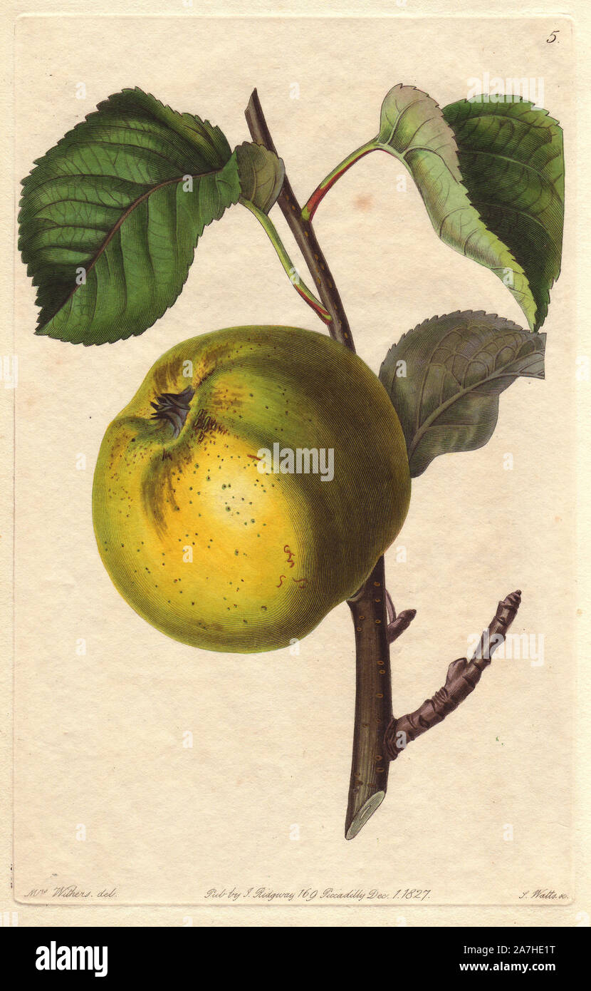 Oslin apple, Malus domestica, hybrid variety also known as the Arbroath pippin. Handcoloured copperplate engraving by S. Watts from a botanical illustration by Augusta Withers from John Lindley's 'Pomological Magazine,' James Ridgway, London, 1828. The magazine was published in three volumes from 1828 to 1830 and discontinued at plate 152 because of a dispute between the editors. Lindley (1795-1865) was an English botanist  and gardener who published books on roses, orchids, and fruit. Mrs. Withers (1793-1877) was an eminent Victorian botanical artist and Flower Painter in Ordinary to Queen Ad Stock Photo