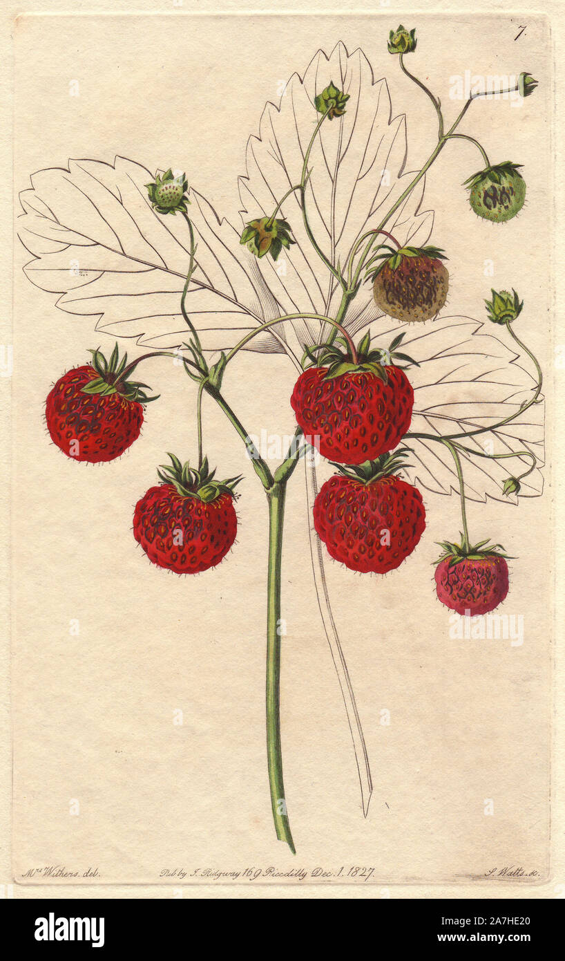 Grove-End scarlet strawberry, Fragaria x ananassa, raised at Grove End, London, in 1820. Handcoloured copperplate engraving by S. Watts from a botanical illustration by Augusta Withers from John Lindley's 'Pomological Magazine,' James Ridgway, London, 1828. The magazine was published in three volumes from 1828 to 1830 and discontinued at plate 152 because of a dispute between the editors. Lindley (1795-1865) was an English botanist  and gardener who published books on roses, orchids, and fruit. Mrs. Withers (1793-1877) was an eminent Victorian botanical artist and Flower Painter in Ordinary to Stock Photo