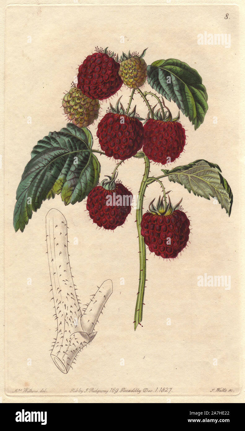 Barnet raspberry, Rubus idaeus, raised by a nurseryman named Cornwall at Barnet, Hertfordshire. Handcoloured copperplate engraving by S. Watts from a botanical illustration by Augusta Withers from John Lindley's 'Pomological Magazine,' James Ridgway, London, 1828. The magazine was published in three volumes from 1828 to 1830 and discontinued at plate 152 because of a dispute between the editors. Lindley (1795-1865) was an English botanist  and gardener who published books on roses, orchids, and fruit. Mrs. Withers (1793-1877) was an eminent Victorian botanical artist and Flower Painter in Ordi Stock Photo