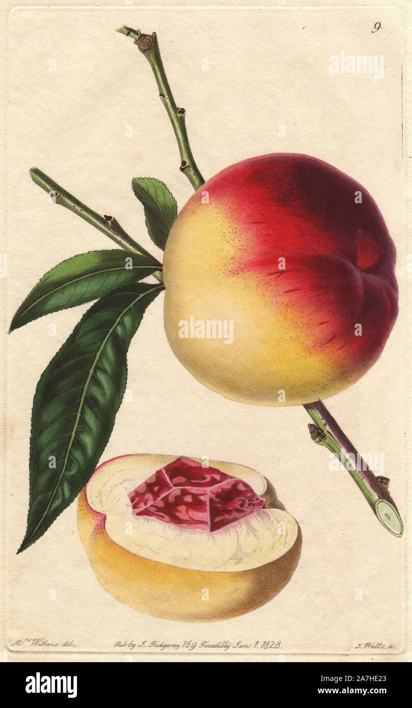 Catharine peach, Prunus persica, an old and very valuable variety. Handcoloured copperplate engraving by S. Watts from a botanical illustration by Augusta Withers from John Lindley's 'Pomological Magazine,' James Ridgway, London, 1828. The magazine was published in three volumes from 1828 to 1830 and discontinued at plate 152 because of a dispute between the editors. Lindley (1795-1865) was an English botanist  and gardener who published books on roses, orchids, and fruit. Mrs. Withers (1793-1877) was an eminent Victorian botanical artist and Flower Painter in Ordinary to Queen Adelaide. Stock Photo