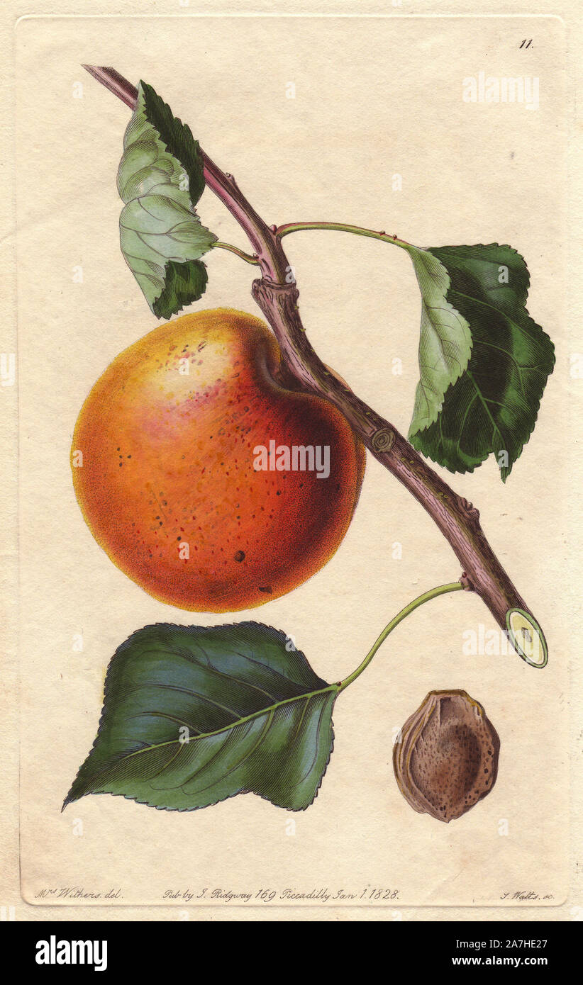 Hemskirke apricot variety, Prunus armeniaca, origin unknown. Handcoloured copperplate engraving by S. Watts from a botanical illustration by Augusta Withers from John Lindley's 'Pomological Magazine,' James Ridgway, London, 1828. The magazine was published in three volumes from 1828 to 1830 and discontinued at plate 152 because of a dispute between the editors. Lindley (1795-1865) was an English botanist  and gardener who published books on roses, orchids, and fruit. Mrs. Withers (1793-1877) was an eminent Victorian botanical artist and Flower Painter in Ordinary to Queen Adelaide. Stock Photo