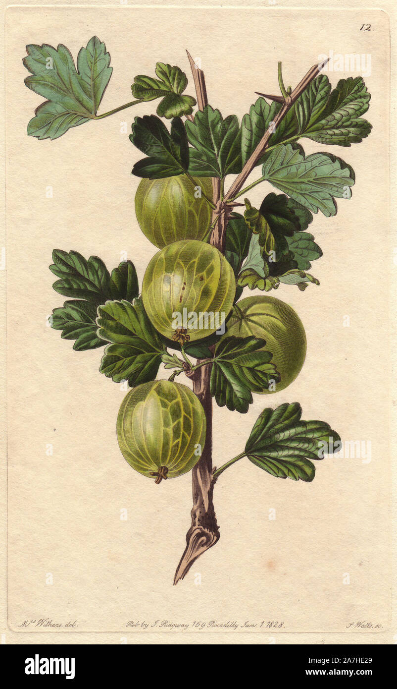 Crompton's Sheba Queen gooseberry, Ribes uva-crispa, raised by Mr. Crompton. Handcoloured copperplate engraving by S. Watts from a botanical illustration by Augusta Withers from John Lindley's 'Pomological Magazine,' James Ridgway, London, 1828. The magazine was published in three volumes from 1828 to 1830 and discontinued at plate 152 because of a dispute between the editors. Lindley (1795-1865) was an English botanist  and gardener who published books on roses, orchids, and fruit. Mrs. Withers (1793-1877) was an eminent Victorian botanical artist and Flower Painter in Ordinary to Queen Adela Stock Photo
