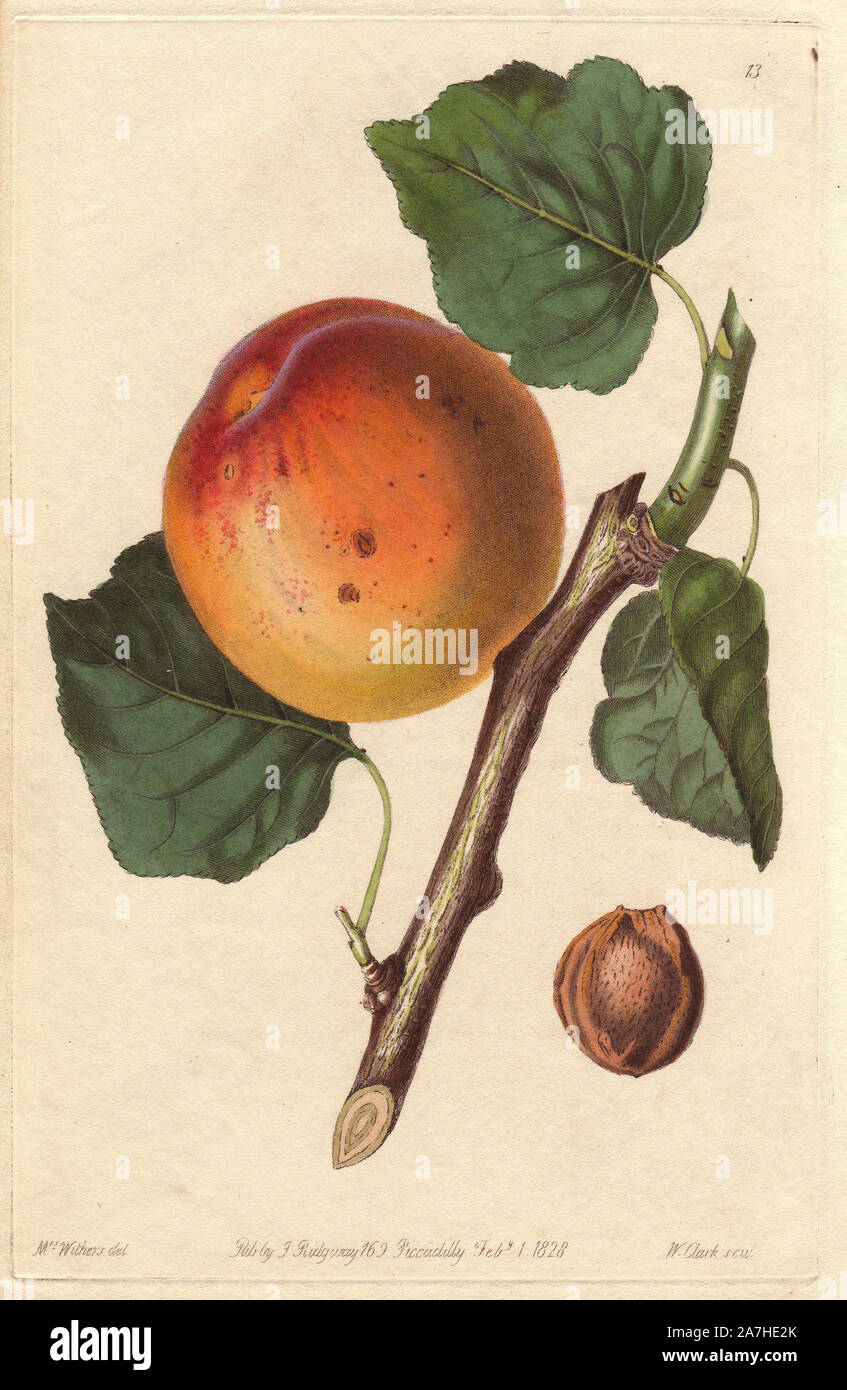 Roman apricot, Prunus armeniaca, old and worst variety. Handcoloured copperplate engraving by William Clark from a botanical illustration by Augusta Withers from John Lindley's 'Pomological Magazine,' James Ridgway, London, 1828. The magazine was published in three volumes from 1828 to 1830 and discontinued at plate 152 because of a dispute between the editors. Lindley (1795-1865) was an English botanist  and gardener who published books on roses, orchids, and fruit. Mrs. Withers (1793-1877) was an eminent Victorian botanical artist and Flower Painter in Ordinary to Queen Adelaide. Stock Photo