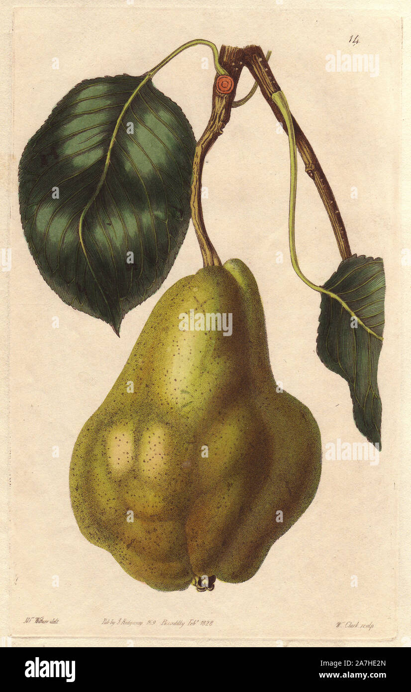 Summer bonchretien pear, Pyrus communis, old variety cultivated since the 16th century. Handcoloured copperplate engraving by William Clark from a botanical illustration by Augusta Withers from John Lindley's 'Pomological Magazine,' James Ridgway, London, 1828. The magazine was published in three volumes from 1828 to 1830 and discontinued at plate 152 because of a dispute between the editors. Lindley (1795-1865) was an English botanist  and gardener who published books on roses, orchids, and fruit. Mrs. Withers (1793-1877) was an eminent Victorian botanical artist and Flower Painter in Ordinar Stock Photo