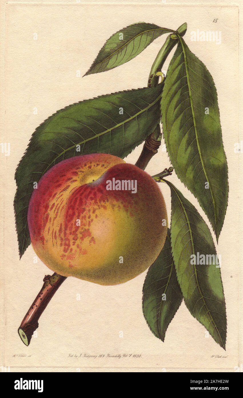 Malta peach, Prunus persica, variety of melting peach. Handcoloured copperplate engraving by William Clark from a botanical illustration by Augusta Withers from John Lindley's 'Pomological Magazine,' James Ridgway, London, 1828. The magazine was published in three volumes from 1828 to 1830 and discontinued at plate 152 because of a dispute between the editors. Lindley (1795-1865) was an English botanist  and gardener who published books on roses, orchids, and fruit. Mrs. Withers (1793-1877) was an eminent Victorian botanical artist and Flower Painter in Ordinary to Queen Adelaide. Stock Photo