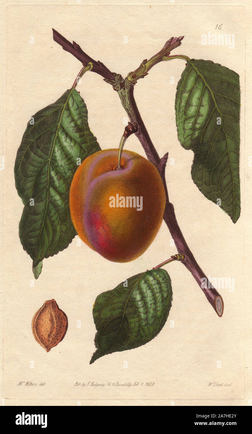 Washington plum, Prunus domestica, from New York. Handcoloured copperplate engraving by William Clark from a botanical illustration by Augusta Withers from John Lindley's 'Pomological Magazine,' James Ridgway, London, 1828. The magazine was published in three volumes from 1828 to 1830 and discontinued at plate 152 because of a dispute between the editors. Lindley (1795-1865) was an English botanist  and gardener who published books on roses, orchids, and fruit. Mrs. Withers (1793-1877) was an eminent Victorian botanical artist and Flower Painter in Ordinary to Queen Adelaide. Stock Photo