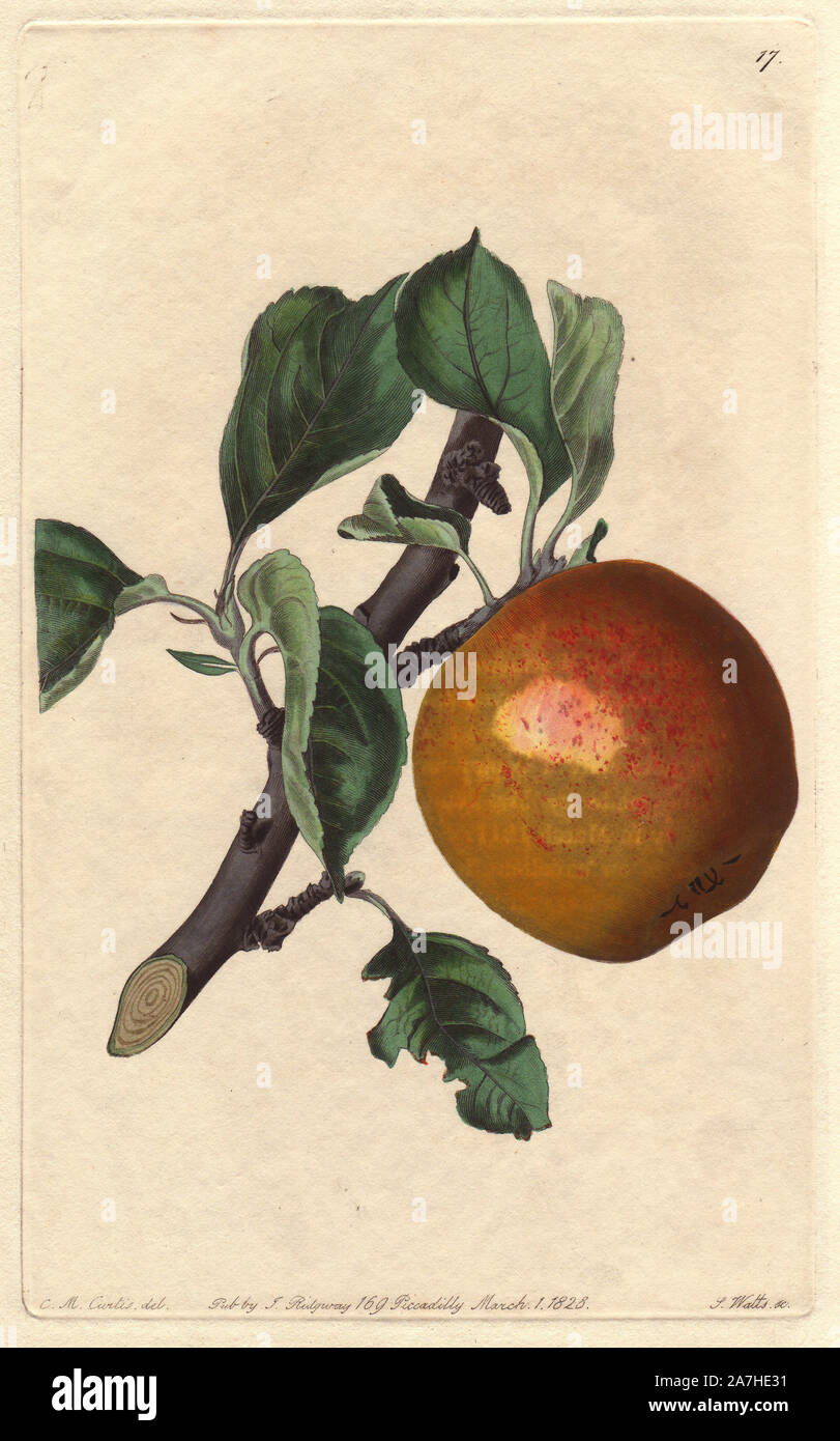 Red Ingestrie apple, Malus domestica, hybrid of an Orange Pippin and Old Golden Pippin raised at Wormsley Grange. Handcoloured copperplate engraving by S. Watts from a botanical illustration by C.M. Curtis from John Lindley's 'Pomological Magazine,' James Ridgway, London, 1828. The magazine was published in three volumes from 1828 to 1830 and discontinued at plate 152 because of a dispute between the editors. Lindley (1795-1865) was an English botanist  and gardener who published books on roses, orchids, and fruit. Stock Photo