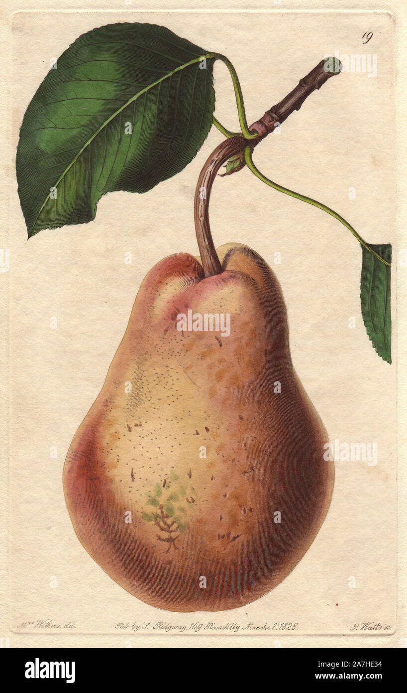 Beurre Diel pear, Pyrus communis, raised by Van Mons at Louvain. Handcoloured copperplate engraving by S. Watts from a botanical illustration by Augusta Withers from John Lindley's 'Pomological Magazine,' James Ridgway, London, 1828. The magazine was published in three volumes from 1828 to 1830 and discontinued at plate 152 because of a dispute between the editors. Lindley (1795-1865) was an English botanist  and gardener who published books on roses, orchids, and fruit. Mrs. Withers (1793-1877) was an eminent Victorian botanical artist and Flower Painter in Ordinary to Queen Adelaide. Stock Photo
