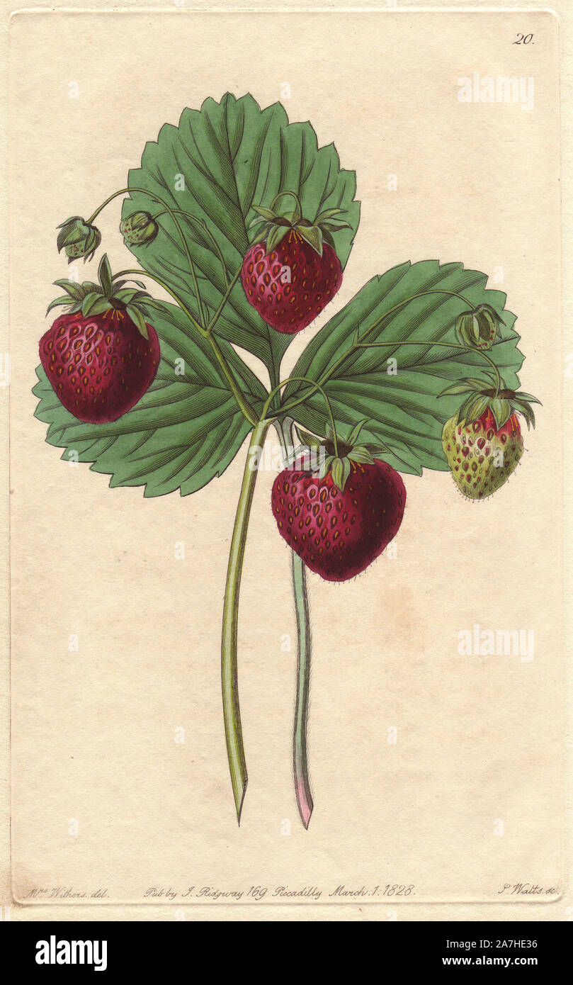Black roseberry, Fragaria x ananassa, hybrid raised from a roseberry and an Early Pitmaston Black strawberry. Handcoloured copperplate engraving by S. Watts from a botanical illustration by Augusta Withers from John Lindley's 'Pomological Magazine,' James Ridgway, London, 1828. The magazine was published in three volumes from 1828 to 1830 and discontinued at plate 152 because of a dispute between the editors. Lindley (1795-1865) was an English botanist  and gardener who published books on roses, orchids, and fruit. Mrs. Withers (1793-1877) was an eminent Victorian botanical artist and Flower P Stock Photo