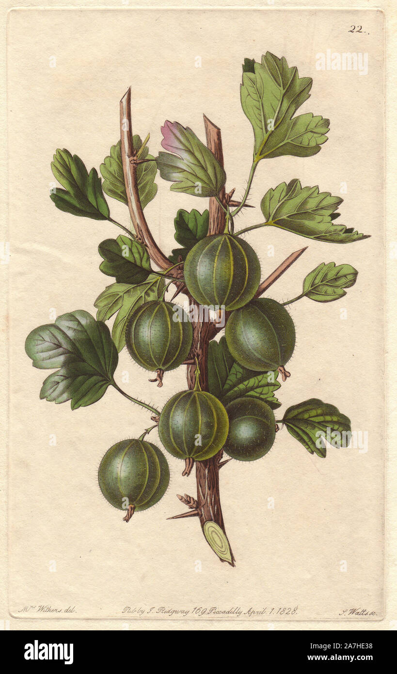 Early Green Hairy gooseberry, Ribes uva-crispa, cultivated in England. Handcoloured copperplate engraving by S. Watts from a botanical illustration by Augusta Withers from John Lindley's 'Pomological Magazine,' James Ridgway, London, 1828. The magazine was published in three volumes from 1828 to 1830 and discontinued at plate 152 because of a dispute between the editors. Lindley (1795-1865) was an English botanist  and gardener who published books on roses, orchids, and fruit. Mrs. Withers (1793-1877) was an eminent Victorian botanical artist and Flower Painter in Ordinary to Queen Adelaide. Stock Photo