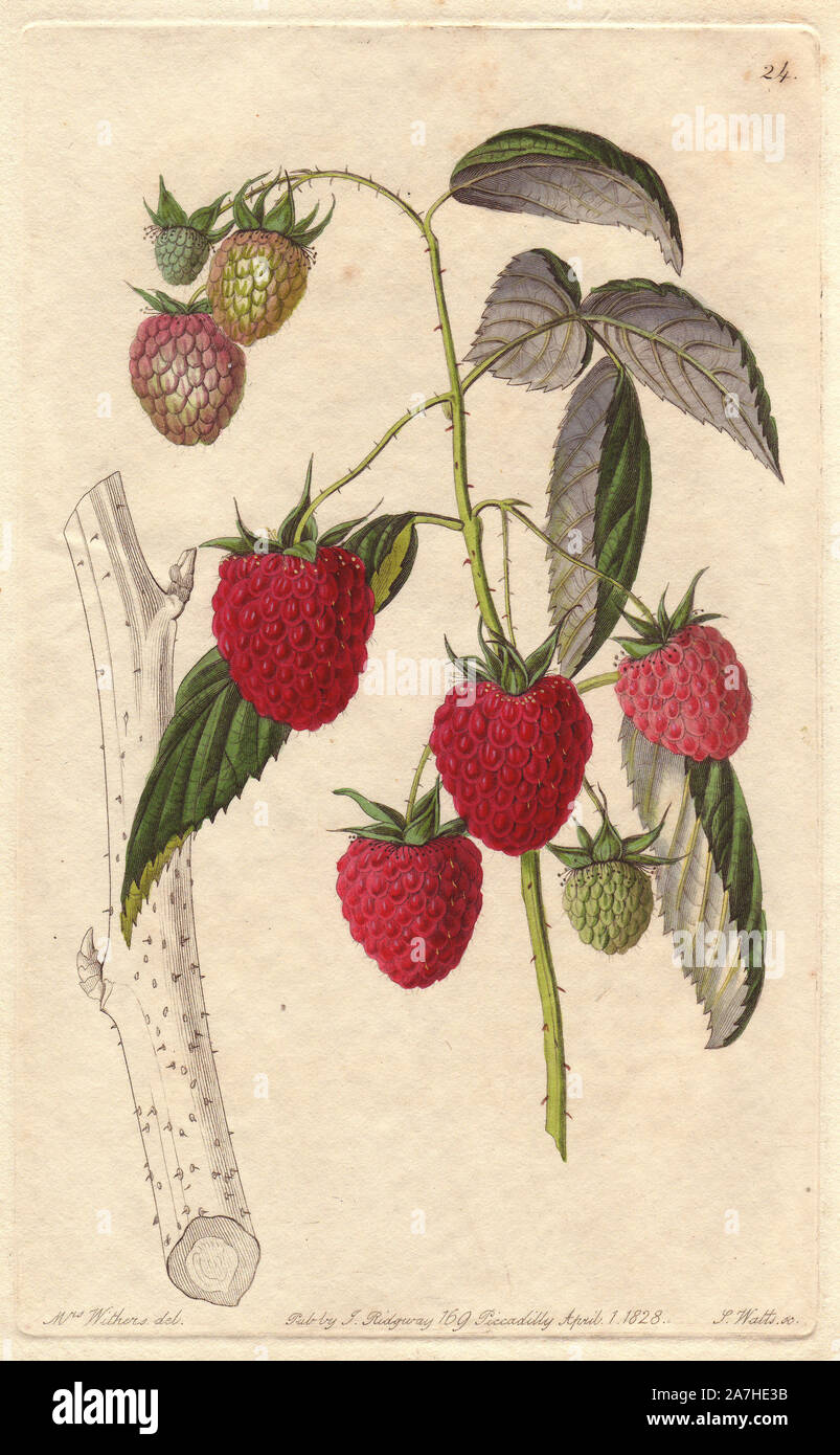 Red Antwerp raspberry, Rubus idaeus. Handcoloured copperplate engraving by S. Watts from a botanical illustration by Augusta Withers from John Lindley's 'Pomological Magazine,' James Ridgway, London, 1828. The magazine was published in three volumes from 1828 to 1830 and discontinued at plate 152 because of a dispute between the editors. Lindley (1795-1865) was an English botanist  and gardener who published books on roses, orchids, and fruit. Mrs. Withers (1793-1877) was an eminent Victorian botanical artist and Flower Painter in Ordinary to Queen Adelaide. Stock Photo