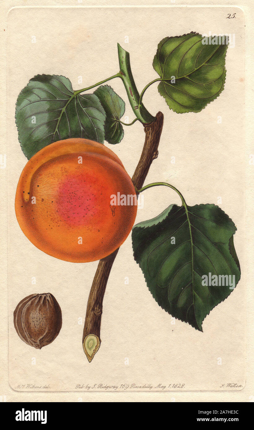 Turkey apricot or Abricot de Nancy, Prunus armeniaca. Handcoloured copperplate engraving by S. Watts from a botanical illustration by Augusta Withers from John Lindley's 'Pomological Magazine,' James Ridgway, London, 1828. The magazine was published in three volumes from 1828 to 1830 and discontinued at plate 152 because of a dispute between the editors. Lindley (1795-1865) was an English botanist  and gardener who published books on roses, orchids, and fruit. Mrs. Withers (1793-1877) was an eminent Victorian botanical artist and Flower Painter in Ordinary to Queen Adelaide. Stock Photo