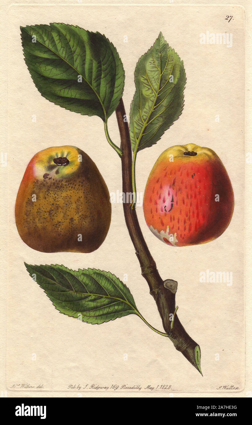 Hubbard's pearmain apple, Malus domestica, raised in Anglia. Handcoloured copperplate engraving by S. Watts from a botanical illustration by Augusta Withers from John Lindley's 'Pomological Magazine,' James Ridgway, London, 1828. The magazine was published in three volumes from 1828 to 1830 and discontinued at plate 152 because of a dispute between the editors. Lindley (1795-1865) was an English botanist  and gardener who published books on roses, orchids, and fruit. Mrs. Withers (1793-1877) was an eminent Victorian botanical artist and Flower Painter in Ordinary to Queen Adelaide. Stock Photo