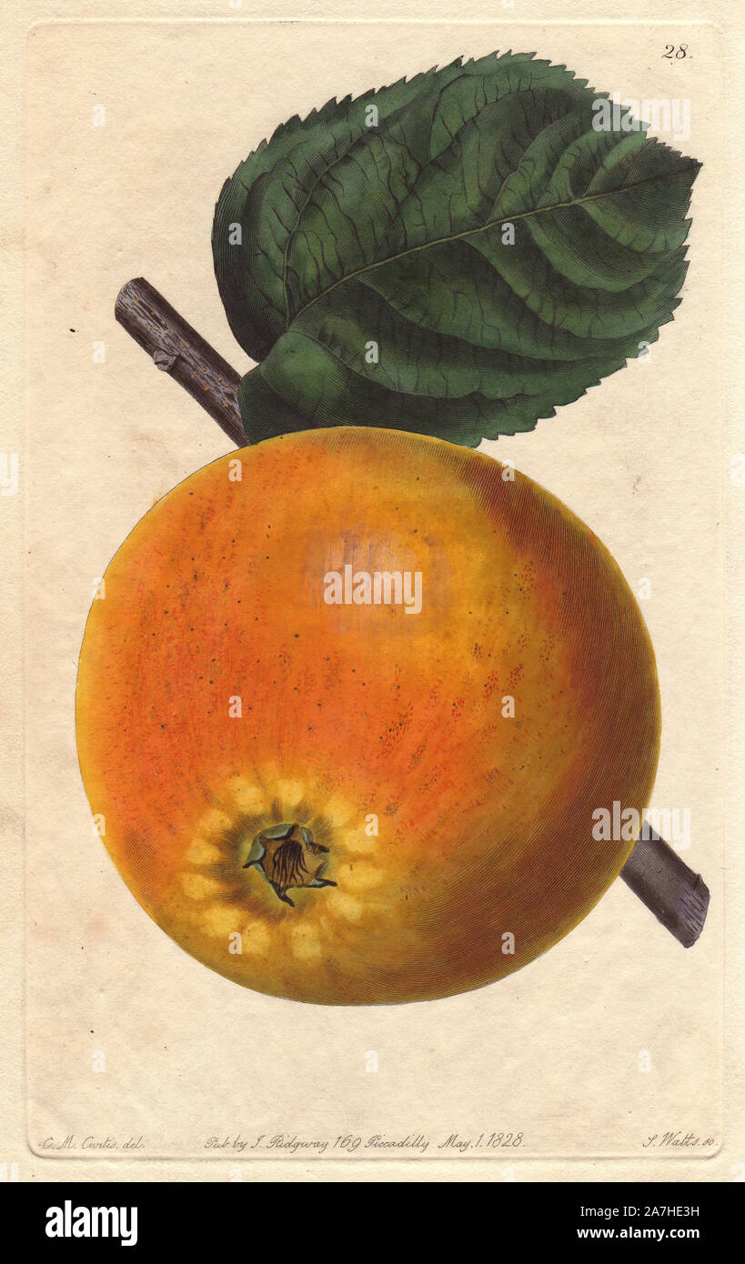 Blenheim pippin apple, Malus domestica, raised in Woodstock. Handcoloured copperplate engraving by S. Watts from a botanical illustration by C.M. Curtis from John Lindley's 'Pomological Magazine,' James Ridgway, London, 1828. The magazine was published in three volumes from 1828 to 1830 and discontinued at plate 152 because of a dispute between the editors. Lindley (1795-1865) was an English botanist  and gardener who published books on roses, orchids, and fruit. Stock Photo