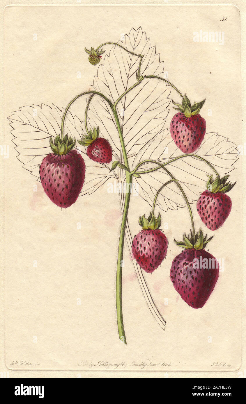 Prolific Hautbois strawberry, Fragaria x ananassa. Handcoloured copperplate engraving by S. Watts from a botanical illustration by Augusta Withers from John Lindley's 'Pomological Magazine,' James Ridgway, London, 1828. The magazine was published in three volumes from 1828 to 1830 and discontinued at plate 152 because of a dispute between the editors. Lindley (1795-1865) was an English botanist  and gardener who published books on roses, orchids, and fruit. Mrs. Withers (1793-1877) was an eminent Victorian botanical artist and Flower Painter in Ordinary to Queen Adelaide. Stock Photo
