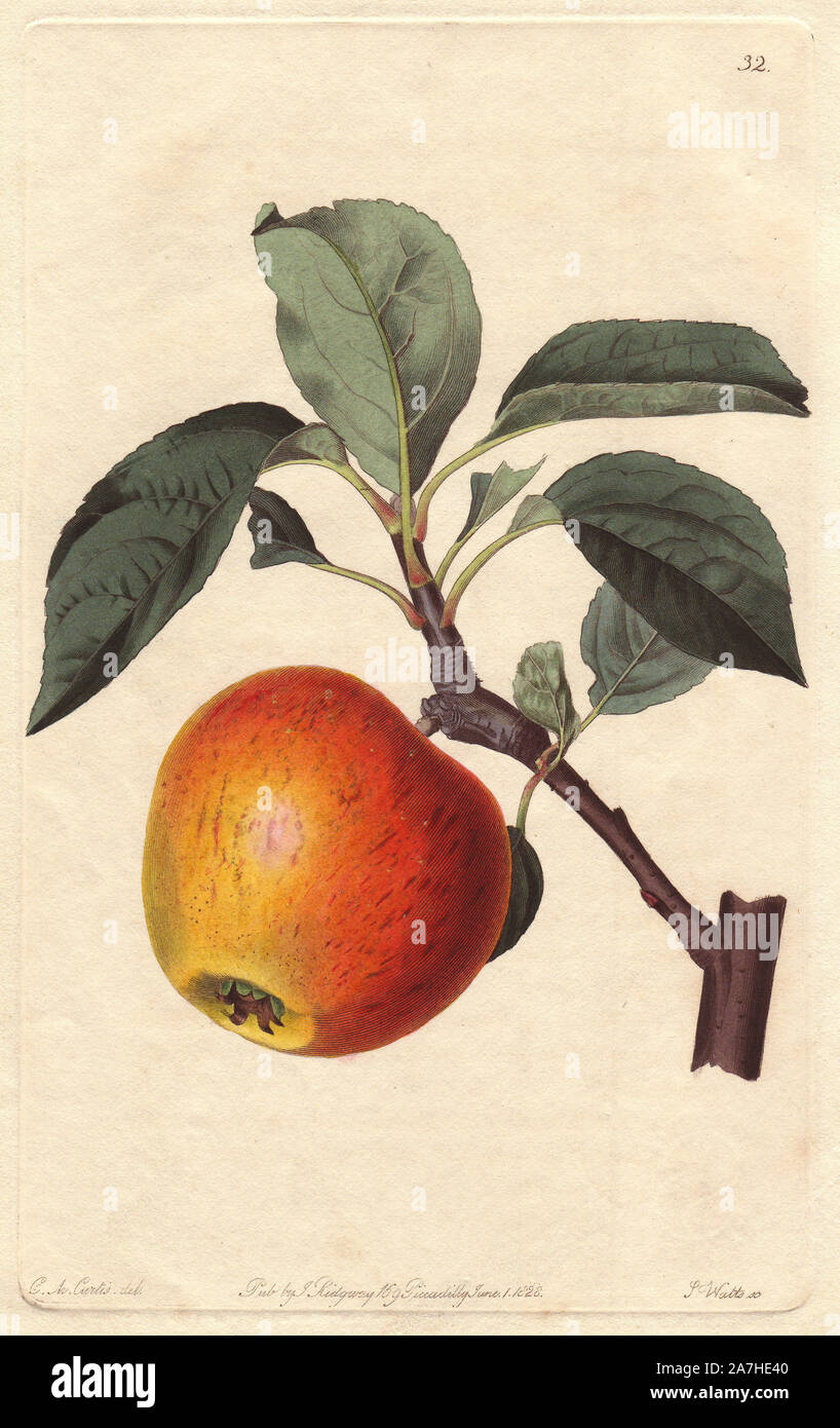 Court of Wick pippin apple, Malus domestica, raised in Somerset from a golden pippin. Handcoloured copperplate engraving by S. Watts from a botanical illustration by C.M. Curtis from John Lindley's 'Pomological Magazine,' James Ridgway, London, 1828. The magazine was published in three volumes from 1828 to 1830 and discontinued at plate 152 because of a dispute between the editors. Lindley (1795-1865) was an English botanist  and gardener who published books on roses, orchids, and fruit. Stock Photo