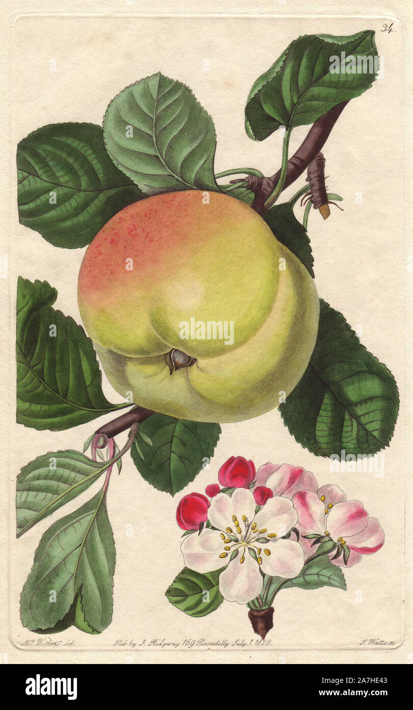 Hawthornden apple, Malus domestica, raised in Hawthornden near Edinburgh. Handcoloured copperplate engraving by S. Watts from a botanical illustration by Augusta Withers from John Lindley's 'Pomological Magazine,' James Ridgway, London, 1828. The magazine was published in three volumes from 1828 to 1830 and discontinued at plate 152 because of a dispute between the editors. Lindley (1795-1865) was an English botanist  and gardener who published books on roses, orchids, and fruit. Mrs. Withers (1793-1877) was an eminent Victorian botanical artist and Flower Painter in Ordinary to Queen Adelaide Stock Photo