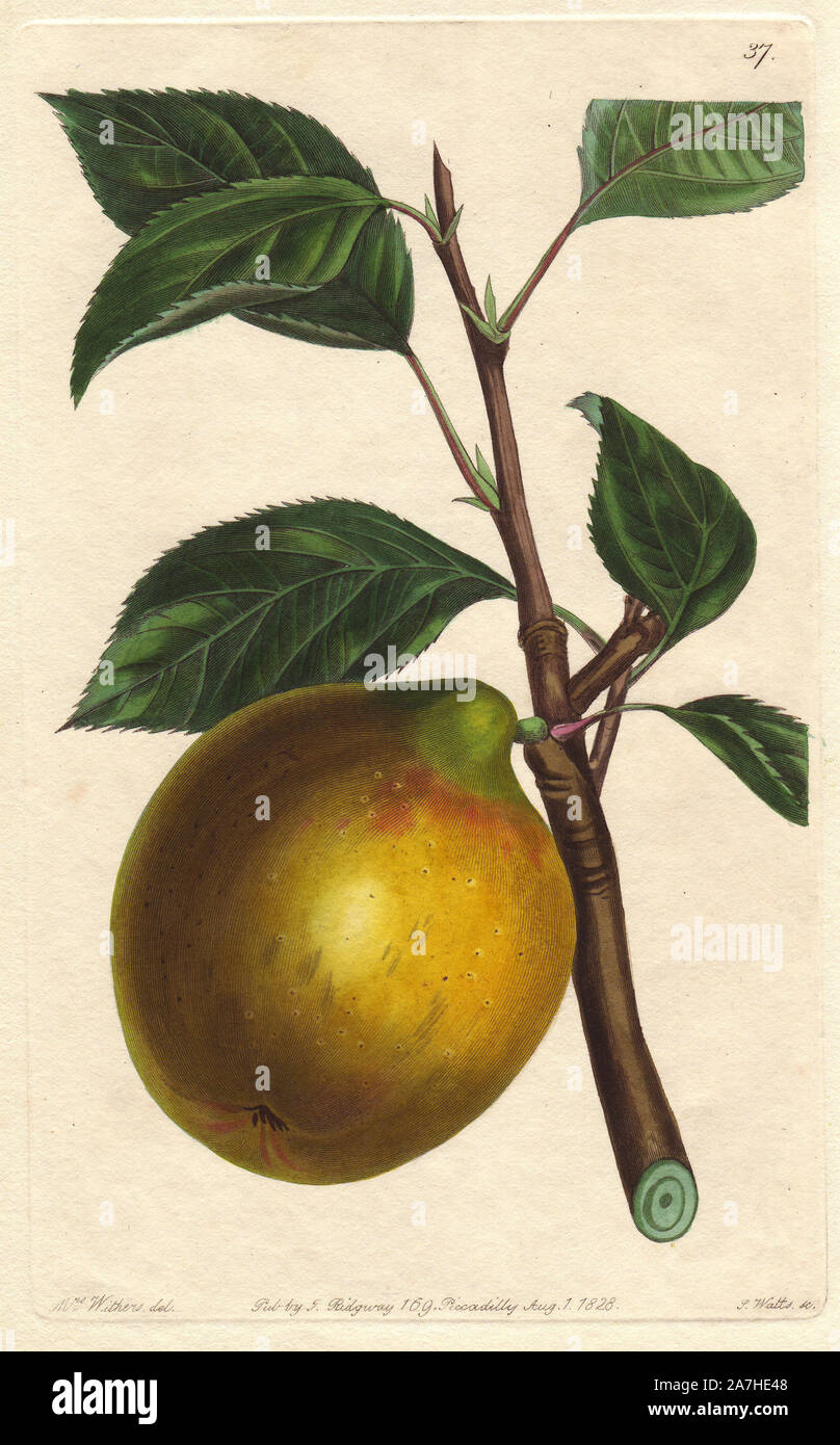 Lemon pippin apple, Malus domestica. Handcoloured copperplate engraving by S. Watts from a botanical illustration by Augusta Withers from John Lindley's 'Pomological Magazine,' James Ridgway, London, 1828. The magazine was published in three volumes from 1828 to 1830 and discontinued at plate 152 because of a dispute between the editors. Lindley (1795-1865) was an English botanist  and gardener who published books on roses, orchids, and fruit. Mrs. Withers (1793-1877) was an eminent Victorian botanical artist and Flower Painter in Ordinary to Queen Adelaide. Stock Photo