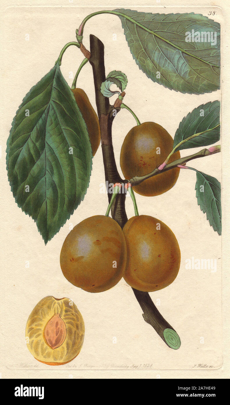 White imperatrice plum, Prunus domestica. Handcoloured copperplate engraving by S. Watts from a botanical illustration by Augusta Withers from John Lindley's 'Pomological Magazine,' James Ridgway, London, 1828. The magazine was published in three volumes from 1828 to 1830 and discontinued at plate 152 because of a dispute between the editors. Lindley (1795-1865) was an English botanist  and gardener who published books on roses, orchids, and fruit. Mrs. Withers (1793-1877) was an eminent Victorian botanical artist and Flower Painter in Ordinary to Queen Adelaide. Stock Photo