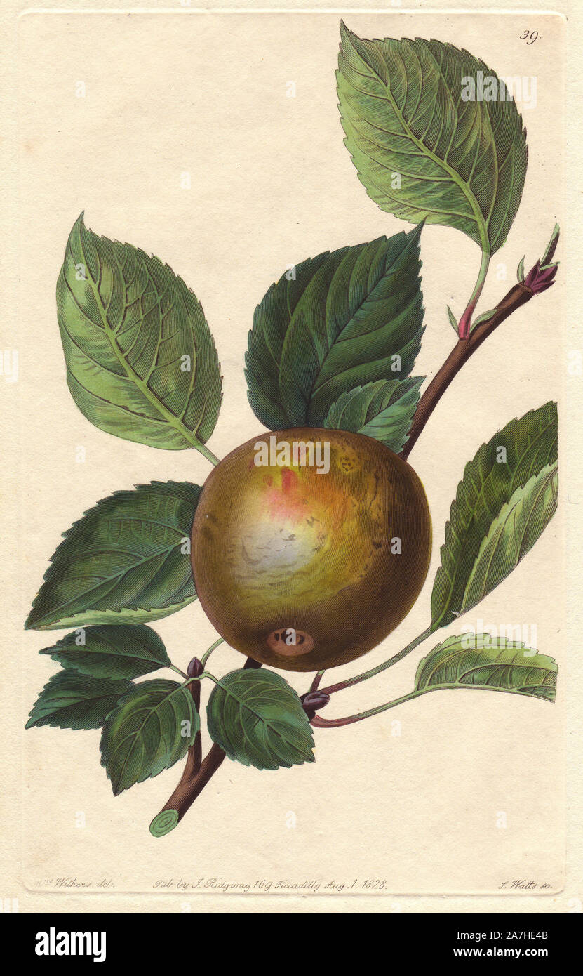 Golden Harvey apple, Malus domestica. Handcoloured copperplate engraving by S. Watts from a botanical illustration by Augusta Withers from John Lindley's 'Pomological Magazine,' James Ridgway, London, 1828. The magazine was published in three volumes from 1828 to 1830 and discontinued at plate 152 because of a dispute between the editors. Lindley (1795-1865) was an English botanist  and gardener who published books on roses, orchids, and fruit. Mrs. Withers (1793-1877) was an eminent Victorian botanical artist and Flower Painter in Ordinary to Queen Adelaide. Stock Photo