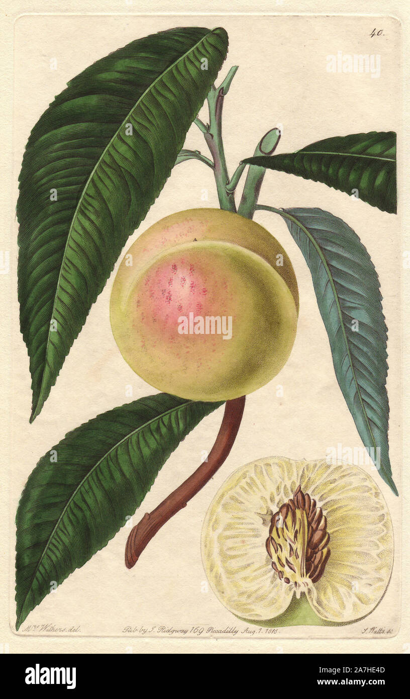 White nectarine, Prunus persica var. nectarina. Handcoloured copperplate engraving by S. Watts from a botanical illustration by Augusta Withers from John Lindley's 'Pomological Magazine,' James Ridgway, London, 1828. The magazine was published in three volumes from 1828 to 1830 and discontinued at plate 152 because of a dispute between the editors. Lindley (1795-1865) was an English botanist  and gardener who published books on roses, orchids, and fruit. Mrs. Withers (1793-1877) was an eminent Victorian botanical artist and Flower Painter in Ordinary to Queen Adelaide. Stock Photo