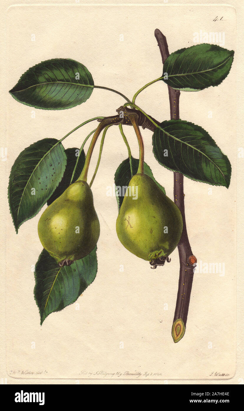 Long-stalked blanket pear, Pyrus communis. Handcoloured copperplate engraving by S. Watts from a botanical illustration by Augusta Withers from John Lindley's 'Pomological Magazine,' James Ridgway, London, 1828. The magazine was published in three volumes from 1828 to 1830 and discontinued at plate 152 because of a dispute between the editors. Lindley (1795-1865) was an English botanist  and gardener who published books on roses, orchids, and fruit. Mrs. Withers (1793-1877) was an eminent Victorian botanical artist and Flower Painter in Ordinary to Queen Adelaide. Stock Photo