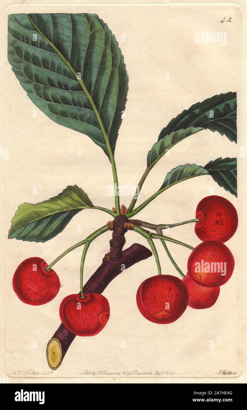 Belle de Choisy cherry, Prunus avium, raised in Choisy, near Paris, around 1760. Handcoloured copperplate engraving by S. Watts from a botanical illustration by Augusta Withers from John Lindley's 'Pomological Magazine,' James Ridgway, London, 1828. The magazine was published in three volumes from 1828 to 1830 and discontinued at plate 152 because of a dispute between the editors. Lindley (1795-1865) was an English botanist  and gardener who published books on roses, orchids, and fruit. Mrs. Withers (1793-1877) was an eminent Victorian botanical artist and Flower Painter in Ordinary to Queen A Stock Photo