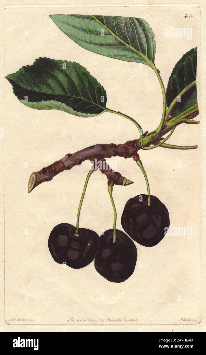 Black Tartarian cherry, Prunus avium, introduced from Circassia in Russia in 1794. Handcoloured copperplate engraving by S. Watts from a botanical illustration by Augusta Withers from John Lindley's 'Pomological Magazine,' James Ridgway, London, 1828. The magazine was published in three volumes from 1828 to 1830 and discontinued at plate 152 because of a dispute between the editors. Lindley (1795-1865) was an English botanist  and gardener who published books on roses, orchids, and fruit. Mrs. Withers (1793-1877) was an eminent Victorian botanical artist and Flower Painter in Ordinary to Queen Stock Photo