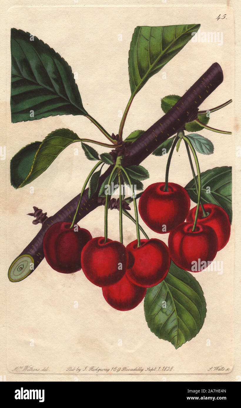 Late Duke cherry, Prunus avium. Handcoloured copperplate engraving by S. Watts from a botanical illustration by Augusta Withers from John Lindley's 'Pomological Magazine,' James Ridgway, London, 1828. The magazine was published in three volumes from 1828 to 1830 and discontinued at plate 152 because of a dispute between the editors. Lindley (1795-1865) was an English botanist  and gardener who published books on roses, orchids, and fruit. Mrs. Withers (1793-1877) was an eminent Victorian botanical artist and Flower Painter in Ordinary to Queen Adelaide. Stock Photo