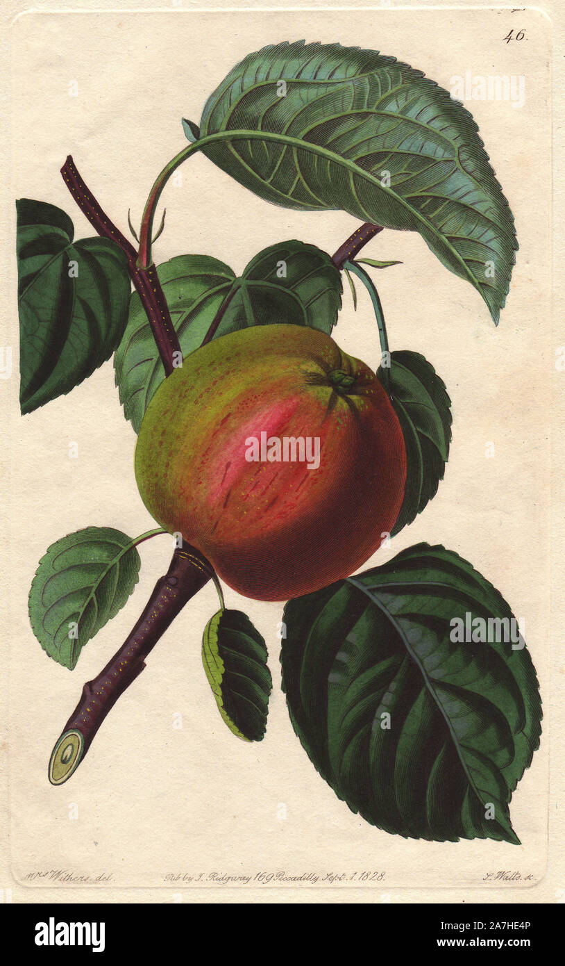 Early Red Margaret apple, Malus domestica. Handcoloured copperplate engraving by S. Watts from a botanical illustration by Augusta Withers from John Lindley's 'Pomological Magazine,' James Ridgway, London, 1828. The magazine was published in three volumes from 1828 to 1830 and discontinued at plate 152 because of a dispute between the editors. Lindley (1795-1865) was an English botanist  and gardener who published books on roses, orchids, and fruit. Mrs. Withers (1793-1877) was an eminent Victorian botanical artist and Flower Painter in Ordinary to Queen Adelaide. Stock Photo