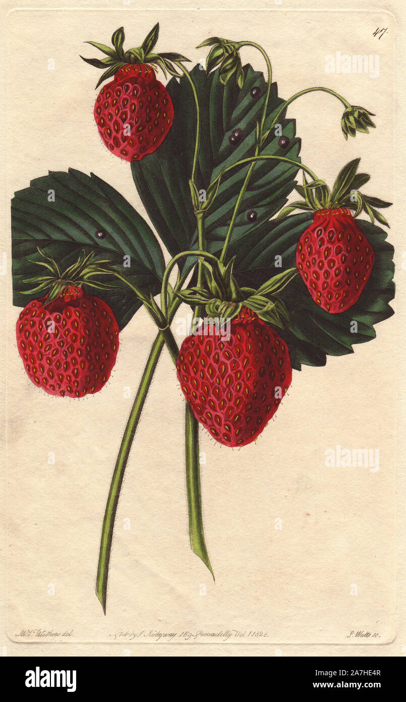 Old Pine or Carolina strawberry, Fragaria x ananassa. Handcoloured copperplate engraving by S. Watts from a botanical illustration by Augusta Withers from John Lindley's 'Pomological Magazine,' James Ridgway, London, 1828. The magazine was published in three volumes from 1828 to 1830 and discontinued at plate 152 because of a dispute between the editors. Lindley (1795-1865) was an English botanist  and gardener who published books on roses, orchids, and fruit. Mrs. Withers (1793-1877) was an eminent Victorian botanical artist and Flower Painter in Ordinary to Queen Adelaide. Stock Photo