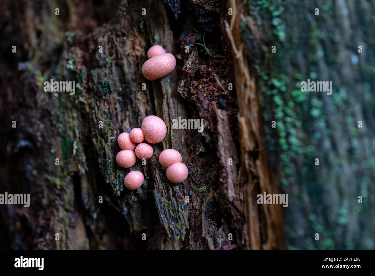 Lycogala epidendrum, commonly known as wolf's milk or groening's slime - Pisgah National Forest, Brevard, North Carolina, USA Stock Photo