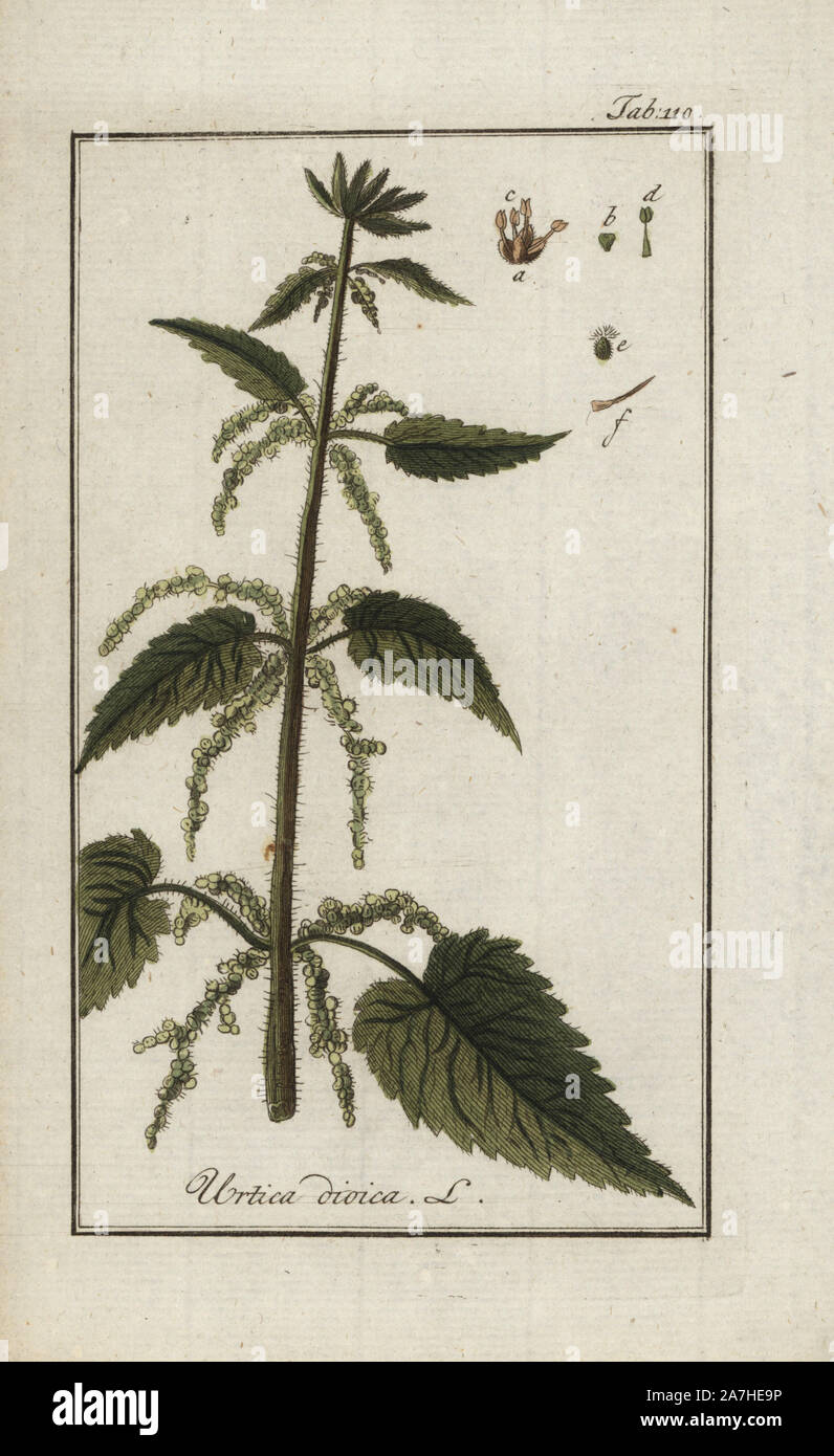 Stinging nettle, Urtica dioica, native to Europe, Asia, Africa and America. Handcoloured copperplate botanical engraving from Johannes Zorn's 'Afbeelding der Artseny-Gewassen,' Jan Christiaan Sepp, Amsterdam, 1796. Zorn first published his illustrated medical botany in Nurnberg in 1780 with 500 plates, and a Dutch edition followed in 1796 published by J.C. Sepp with an additional 100 plates. Zorn (1739-1799) was a German pharmacist and botanist who collected medical plants from all over Europe for his 'Icones plantarum medicinalium' for apothecaries and doctors. Stock Photo