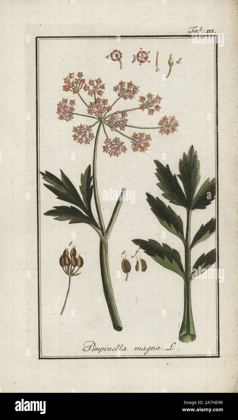 Greater burnet-saxifrage, Pimpinella major, native to Europe. Handcoloured copperplate botanical engraving from Johannes Zorn's 'Afbeelding der Artseny-Gewassen,' Jan Christiaan Sepp, Amsterdam, 1796. Zorn first published his illustrated medical botany in Nurnberg in 1780 with 500 plates, and a Dutch edition followed in 1796 published by J.C. Sepp with an additional 100 plates. Zorn (1739-1799) was a German pharmacist and botanist who collected medical plants from all over Europe for his 'Icones plantarum medicinalium' for apothecaries and doctors. Stock Photo