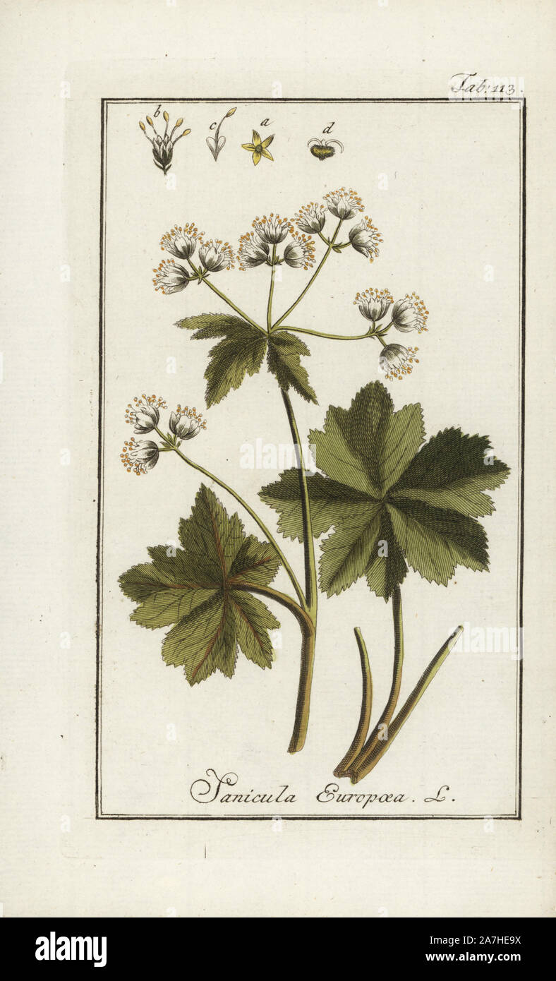 Wood sanicle, Sanicula europaea, native to Europe. Handcoloured copperplate botanical engraving from Johannes Zorn's 'Afbeelding der Artseny-Gewassen,' Jan Christiaan Sepp, Amsterdam, 1796. Zorn first published his illustrated medical botany in Nurnberg in 1780 with 500 plates, and a Dutch edition followed in 1796 published by J.C. Sepp with an additional 100 plates. Zorn (1739-1799) was a German pharmacist and botanist who collected medical plants from all over Europe for his 'Icones plantarum medicinalium' for apothecaries and doctors. Stock Photo