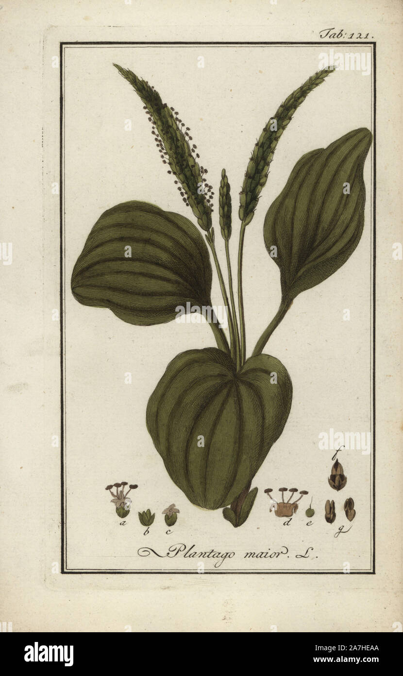 Greater plantain, Plantago major, native to Europe and Asia. Handcoloured copperplate botanical engraving from Johannes Zorn's 'Afbeelding der Artseny-Gewassen,' Jan Christiaan Sepp, Amsterdam, 1796. Zorn first published his illustrated medical botany in Nurnberg in 1780 with 500 plates, and a Dutch edition followed in 1796 published by J.C. Sepp with an additional 100 plates. Zorn (1739-1799) was a German pharmacist and botanist who collected medical plants from all over Europe for his 'Icones plantarum medicinalium' for apothecaries and doctors. Stock Photo