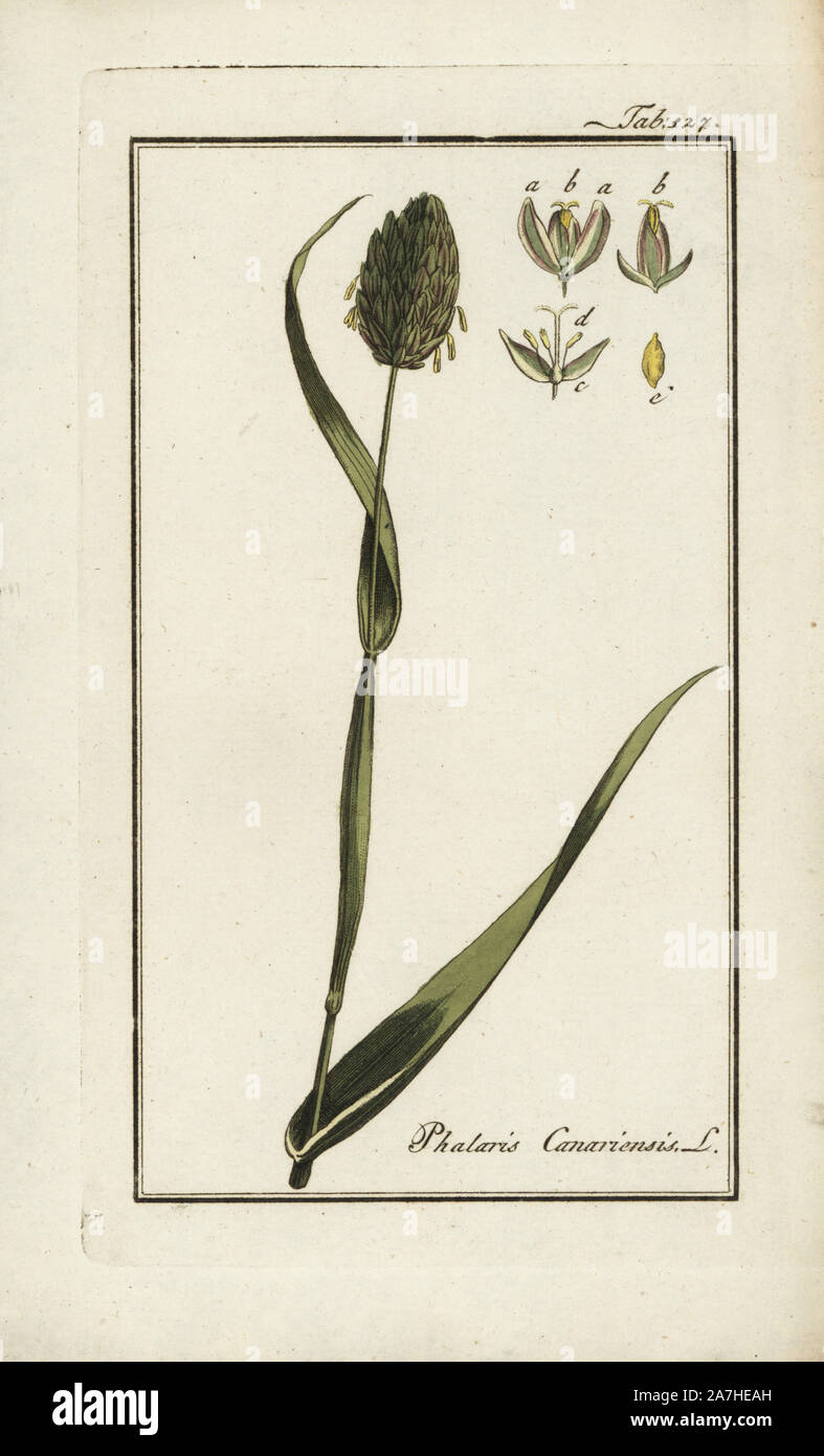 Canary grass, Phalaris canariensis, native to the Mediterranean. Handcoloured copperplate botanical engraving from Johannes Zorn's 'Afbeelding der Artseny-Gewassen,' Jan Christiaan Sepp, Amsterdam, 1796. Zorn first published his illustrated medical botany in Nurnberg in 1780 with 500 plates, and a Dutch edition followed in 1796 published by J.C. Sepp with an additional 100 plates. Zorn (1739-1799) was a German pharmacist and botanist who collected medical plants from all over Europe for his 'Icones plantarum medicinalium' for apothecaries and doctors. Stock Photo