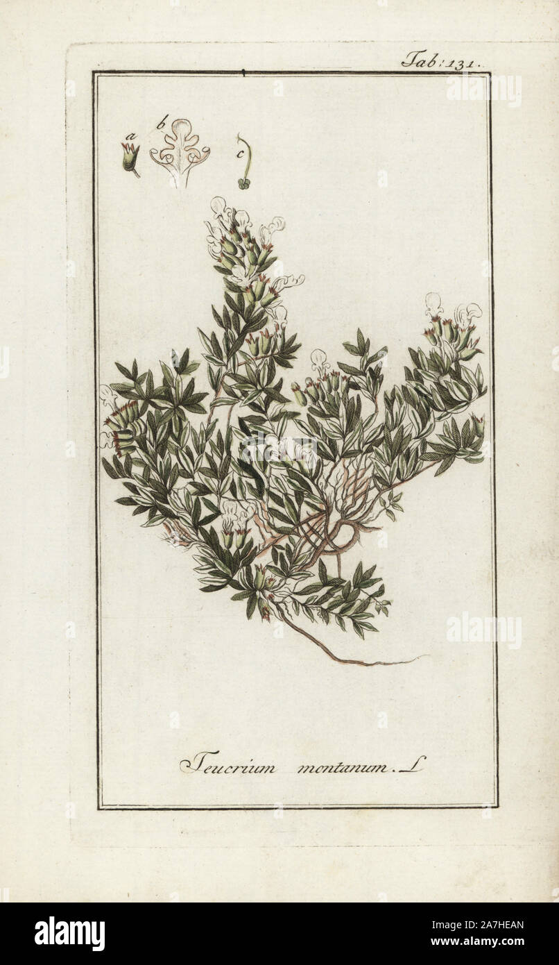 Mountain germander, Teucrium montanum. Handcoloured copperplate botanical engraving from Johannes Zorn's 'Afbeelding der Artseny-Gewassen,' Jan Christiaan Sepp, Amsterdam, 1796. Zorn first published his illustrated medical botany in Nurnberg in 1780 with 500 plates, and a Dutch edition followed in 1796 published by J.C. Sepp with an additional 100 plates. Zorn (1739-1799) was a German pharmacist and botanist who collected medical plants from all over Europe for his 'Icones plantarum medicinalium' for apothecaries and doctors. Stock Photo