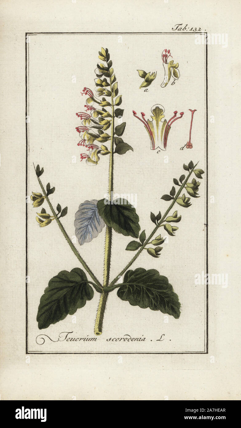 Wood sage, Teucrium scorodonia, native to Europe. Handcoloured copperplate botanical engraving from Johannes Zorn's 'Afbeelding der Artseny-Gewassen,' Jan Christiaan Sepp, Amsterdam, 1796. Zorn first published his illustrated medical botany in Nurnberg in 1780 with 500 plates, and a Dutch edition followed in 1796 published by J.C. Sepp with an additional 100 plates. Zorn (1739-1799) was a German pharmacist and botanist who collected medical plants from all over Europe for his 'Icones plantarum medicinalium' for apothecaries and doctors. Stock Photo