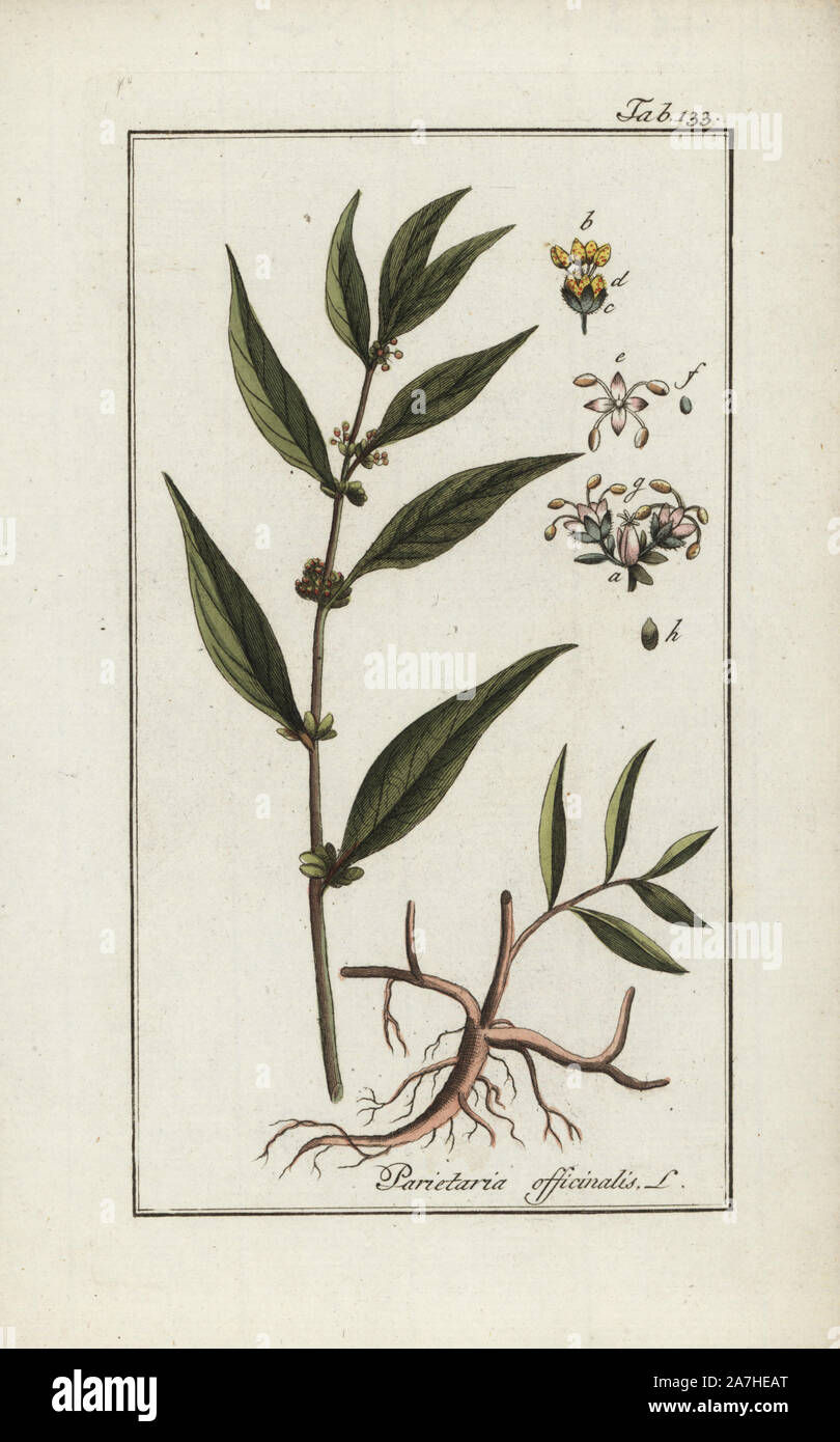 Pellitory-of-the-wall, Parietaria officinalis. Handcoloured copperplate botanical engraving from Johannes Zorn's 'Afbeelding der Artseny-Gewassen,' Jan Christiaan Sepp, Amsterdam, 1796. Zorn first published his illustrated medical botany in Nurnberg in 1780 with 500 plates, and a Dutch edition followed in 1796 published by J.C. Sepp with an additional 100 plates. Zorn (1739-1799) was a German pharmacist and botanist who collected medical plants from all over Europe for his 'Icones plantarum medicinalium' for apothecaries and doctors. Stock Photo