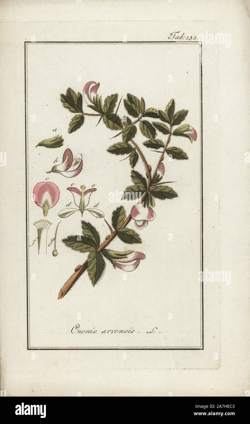 Field restharrow, Ononis arvensis, native to Europe. Handcoloured copperplate botanical engraving from Johannes Zorn's 'Afbeelding der Artseny-Gewassen,' Jan Christiaan Sepp, Amsterdam, 1796. Zorn first published his illustrated medical botany in Nurnberg in 1780 with 500 plates, and a Dutch edition followed in 1796 published by J.C. Sepp with an additional 100 plates. Zorn (1739-1799) was a German pharmacist and botanist who collected medical plants from all over Europe for his 'Icones plantarum medicinalium' for apothecaries and doctors. Stock Photo