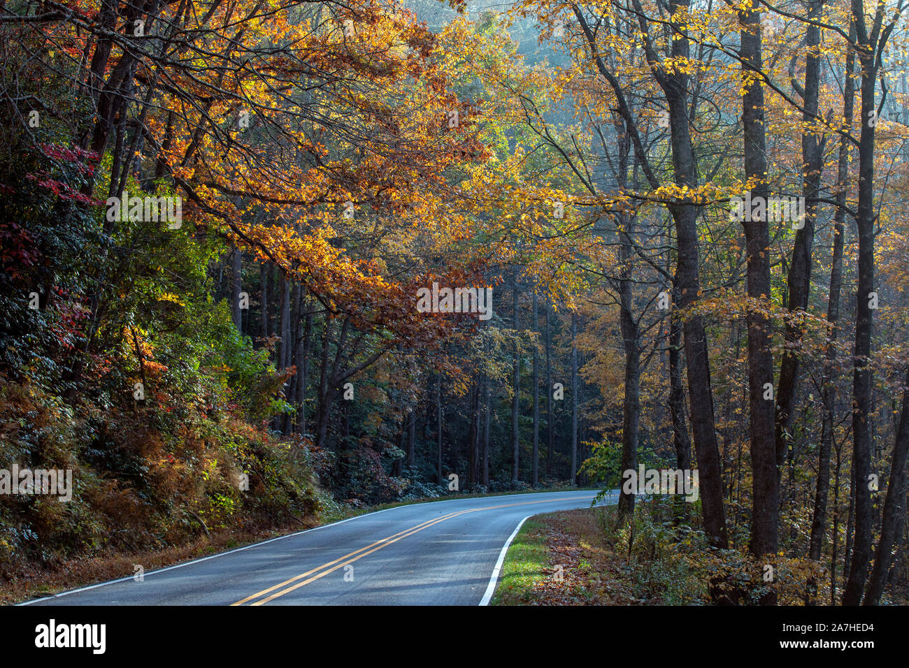 Fall foliage along winding road in Pisgah National Forest - near Brevard, North Carolina, United States Stock Photo
