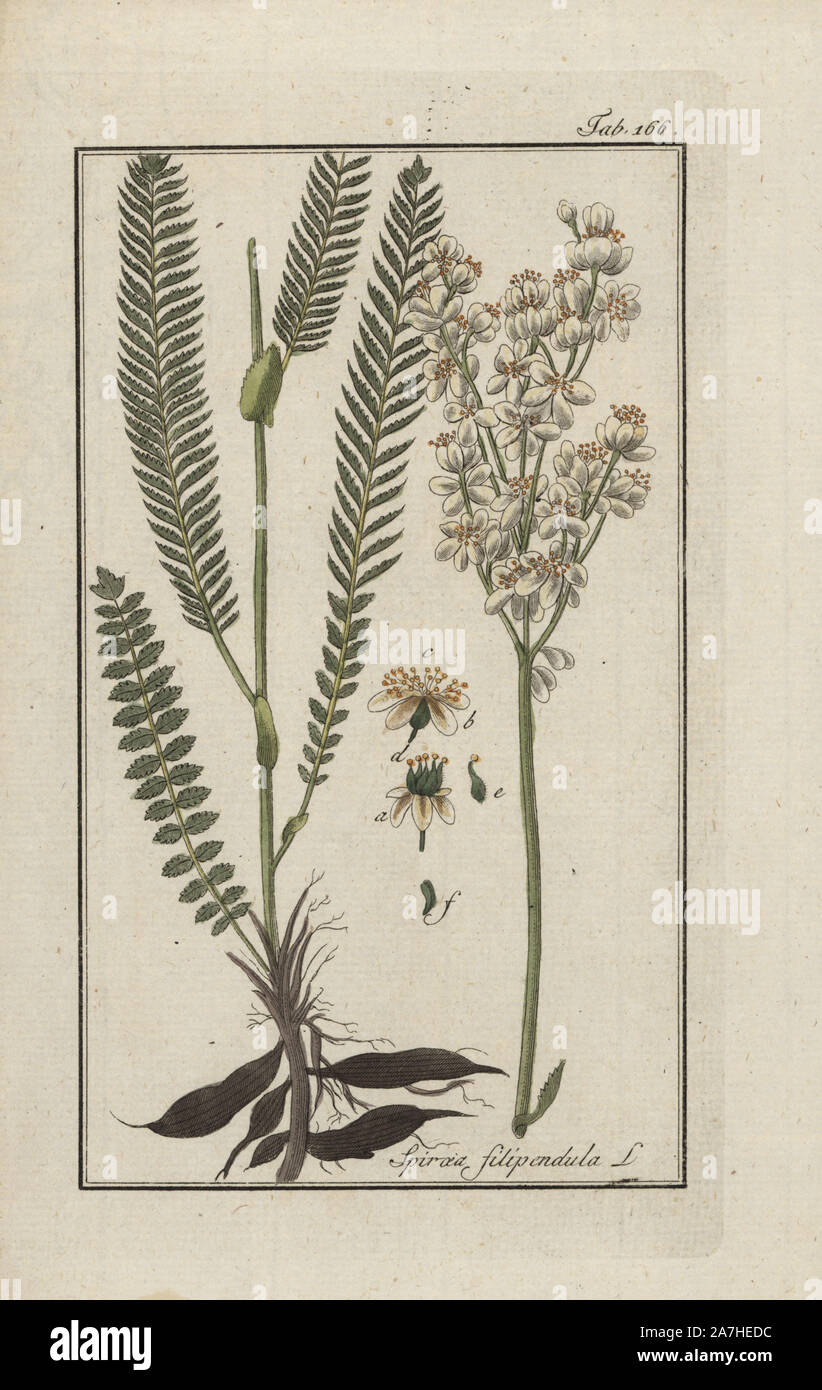 Fernleaf dropwort, Spiraea filipendula. Handcoloured copperplate botanical engraving from Johannes Zorn's 'Afbeelding der Artseny-Gewassen,' Jan Christiaan Sepp, Amsterdam, 1796. Zorn first published his illustrated medical botany in Nurnberg in 1780 with 500 plates, and a Dutch edition followed in 1796 published by J.C. Sepp with an additional 100 plates. Zorn (1739-1799) was a German pharmacist and botanist who collected medical plants from all over Europe for his 'Icones plantarum medicinalium' for apothecaries and doctors. Stock Photo
