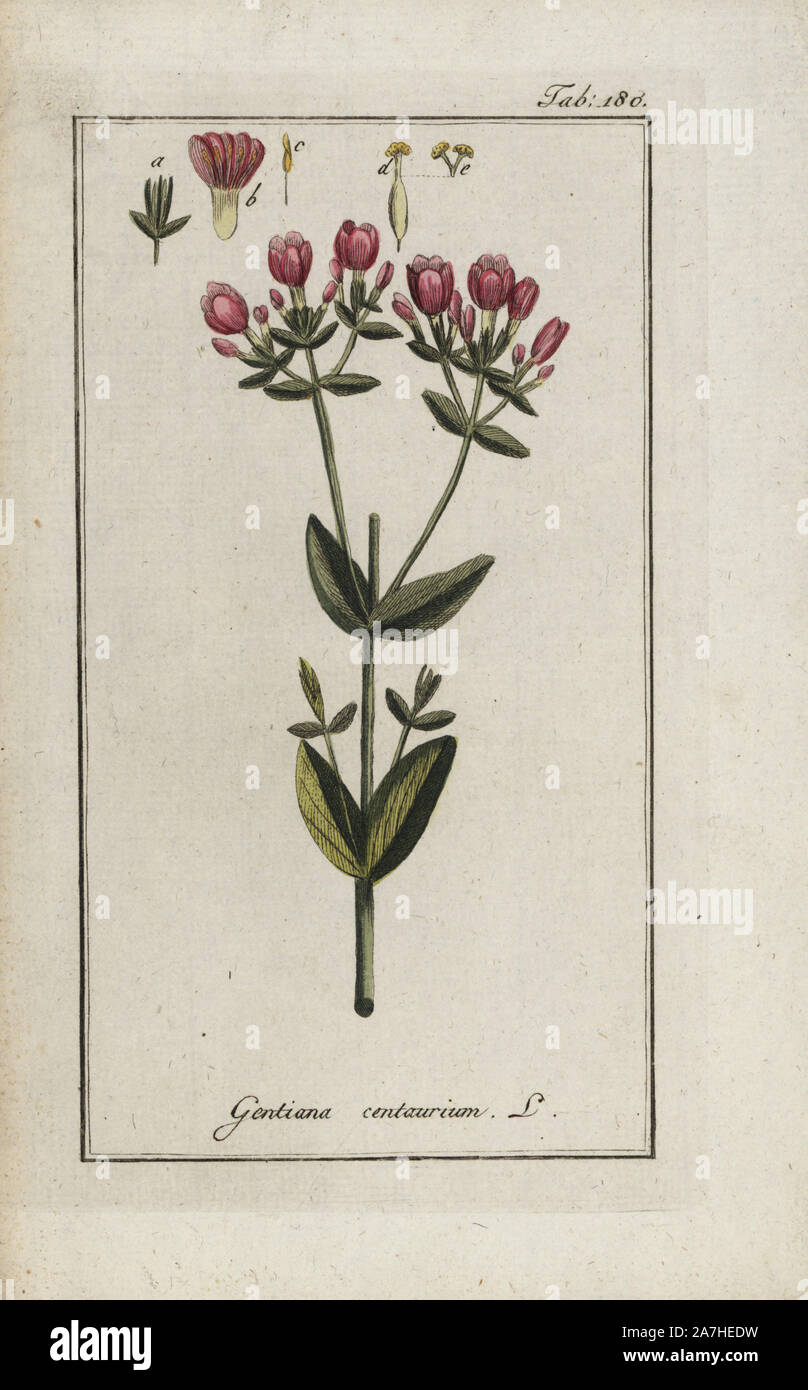 Common or red centaury, Centaurium erythraea, native to Europe and Asia. Handcoloured copperplate botanical engraving from Johannes Zorn's 'Afbeelding der Artseny-Gewassen,' Jan Christiaan Sepp, Amsterdam, 1796. Zorn first published his illustrated medical botany in Nurnberg in 1780 with 500 plates, and a Dutch edition followed in 1796 published by J.C. Sepp with an additional 100 plates. Zorn (1739-1799) was a German pharmacist and botanist who collected medical plants from all over Europe for his 'Icones plantarum medicinalium' for apothecaries and doctors. Stock Photo