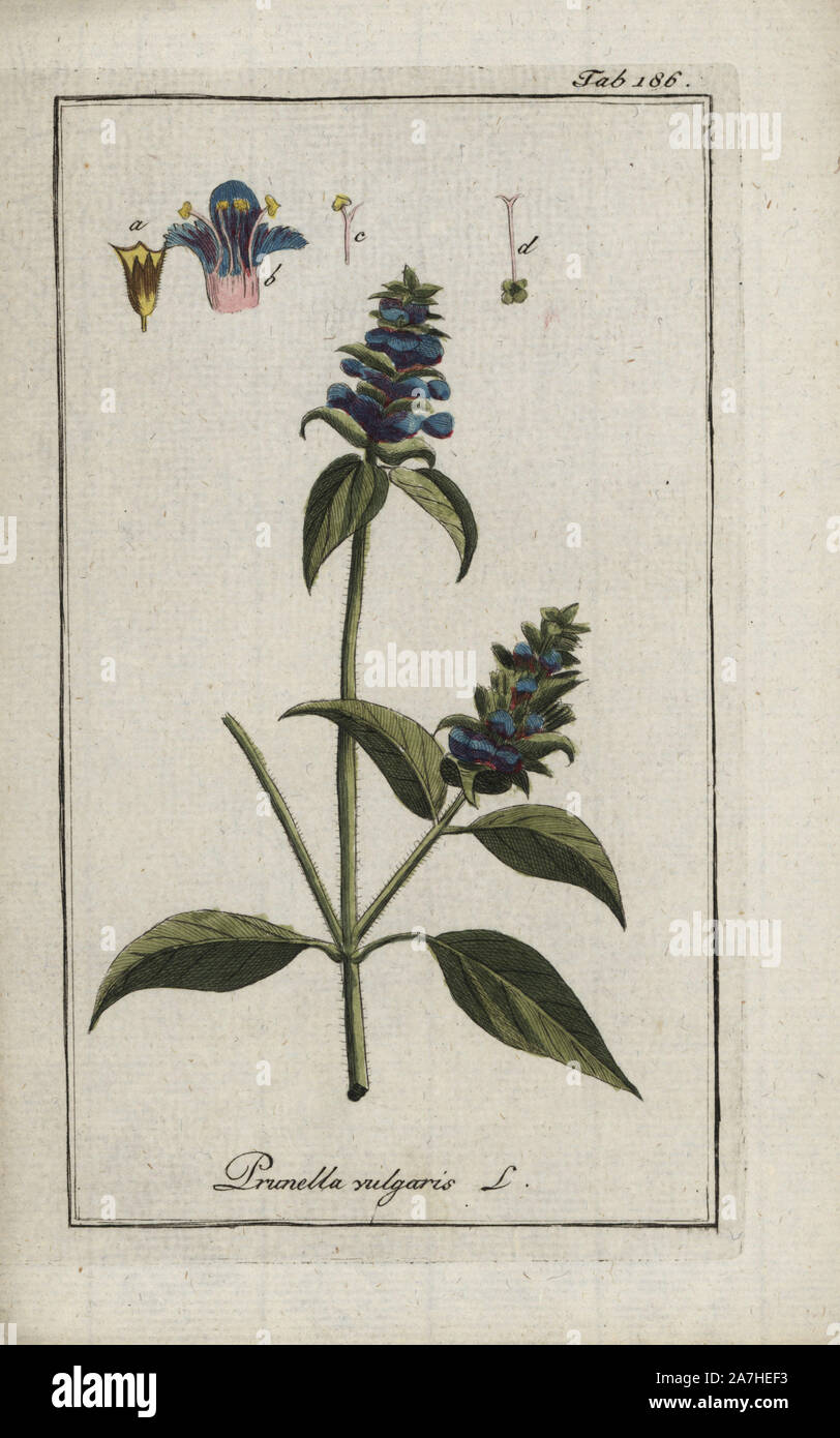 Common self-heal, Prunella vulgaris, native to Europe, Asia and North America. Handcoloured copperplate botanical engraving from Johannes Zorn's 'Afbeelding der Artseny-Gewassen,' Jan Christiaan Sepp, Amsterdam, 1796. Zorn first published his illustrated medical botany in Nurnberg in 1780 with 500 plates, and a Dutch edition followed in 1796 published by J.C. Sepp with an additional 100 plates. Zorn (1739-1799) was a German pharmacist and botanist who collected medical plants from all over Europe for his 'Icones plantarum medicinalium' for apothecaries and doctors. Stock Photo