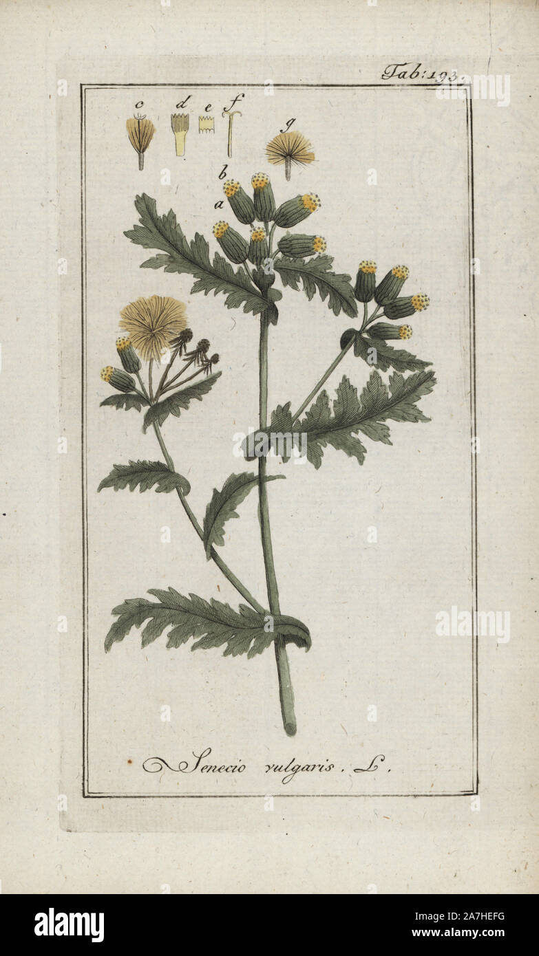 Groundsel, Senecio vulgaris, native to Europe, Asia and North Africa. Handcoloured copperplate botanical engraving from Johannes Zorn's 'Afbeelding der Artseny-Gewassen,' Jan Christiaan Sepp, Amsterdam, 1796. Zorn first published his illustrated medical botany in Nurnberg in 1780 with 500 plates, and a Dutch edition followed in 1796 published by J.C. Sepp with an additional 100 plates. Zorn (1739-1799) was a German pharmacist and botanist who collected medical plants from all over Europe for his 'Icones plantarum medicinalium' for apothecaries and doctors. Stock Photo
