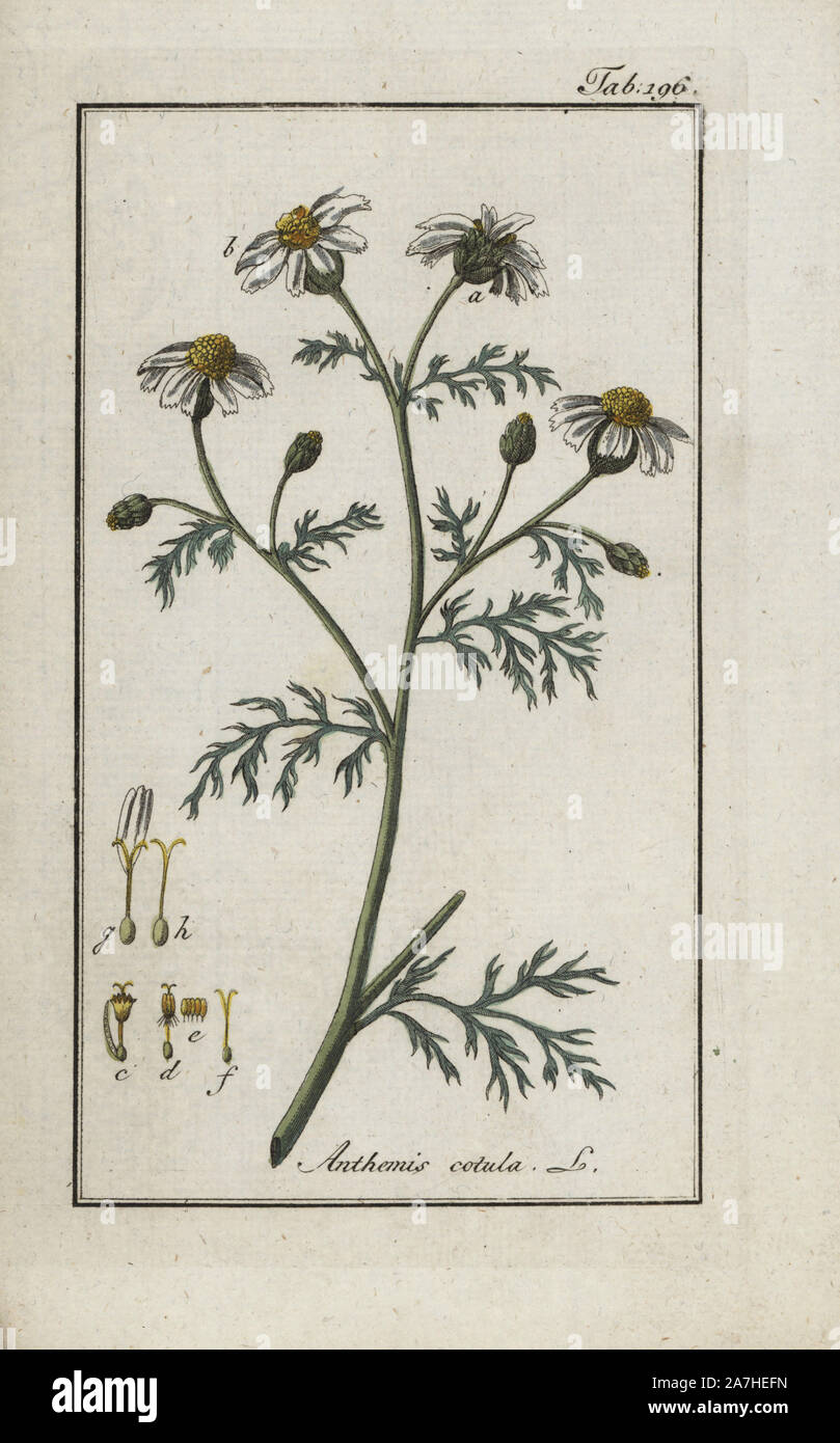 Stinking camomile, Anthemis cotula. Handcoloured copperplate botanical engraving from Johannes Zorn's 'Afbeelding der Artseny-Gewassen,' Jan Christiaan Sepp, Amsterdam, 1796. Zorn first published his illustrated medical botany in Nurnberg in 1780 with 500 plates, and a Dutch edition followed in 1796 published by J.C. Sepp with an additional 100 plates. Zorn (1739-1799) was a German pharmacist and botanist who collected medical plants from all over Europe for his 'Icones plantarum medicinalium' for apothecaries and doctors. Stock Photo