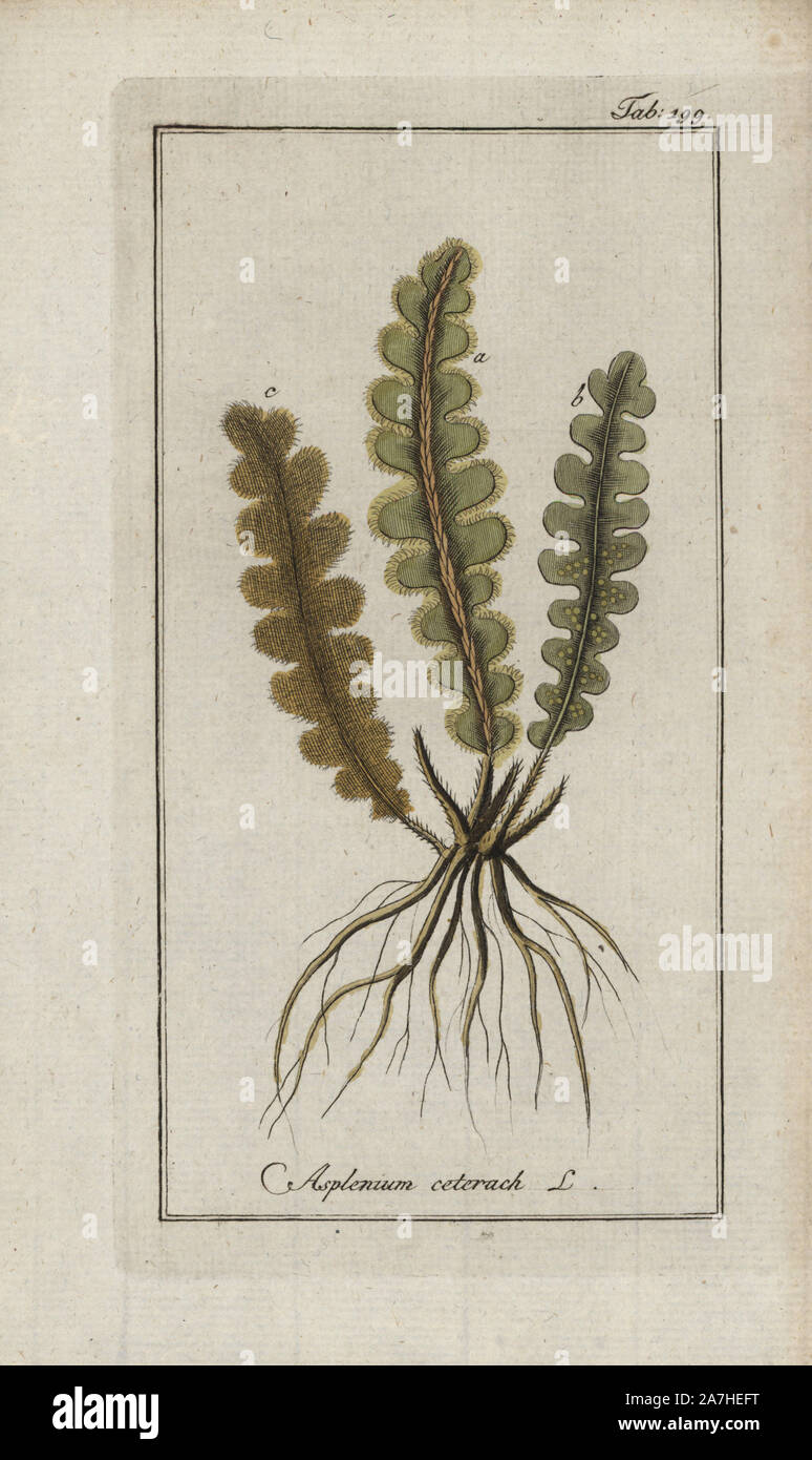 Rustyback fern, Asplenium ceterach. Handcoloured copperplate botanical engraving from Johannes Zorn's 'Afbeelding der Artseny-Gewassen,' Jan Christiaan Sepp, Amsterdam, 1796. Zorn first published his illustrated medical botany in Nurnberg in 1780 with 500 plates, and a Dutch edition followed in 1796 published by J.C. Sepp with an additional 100 plates. Zorn (1739-1799) was a German pharmacist and botanist who collected medical plants from all over Europe for his 'Icones plantarum medicinalium' for apothecaries and doctors. Stock Photo