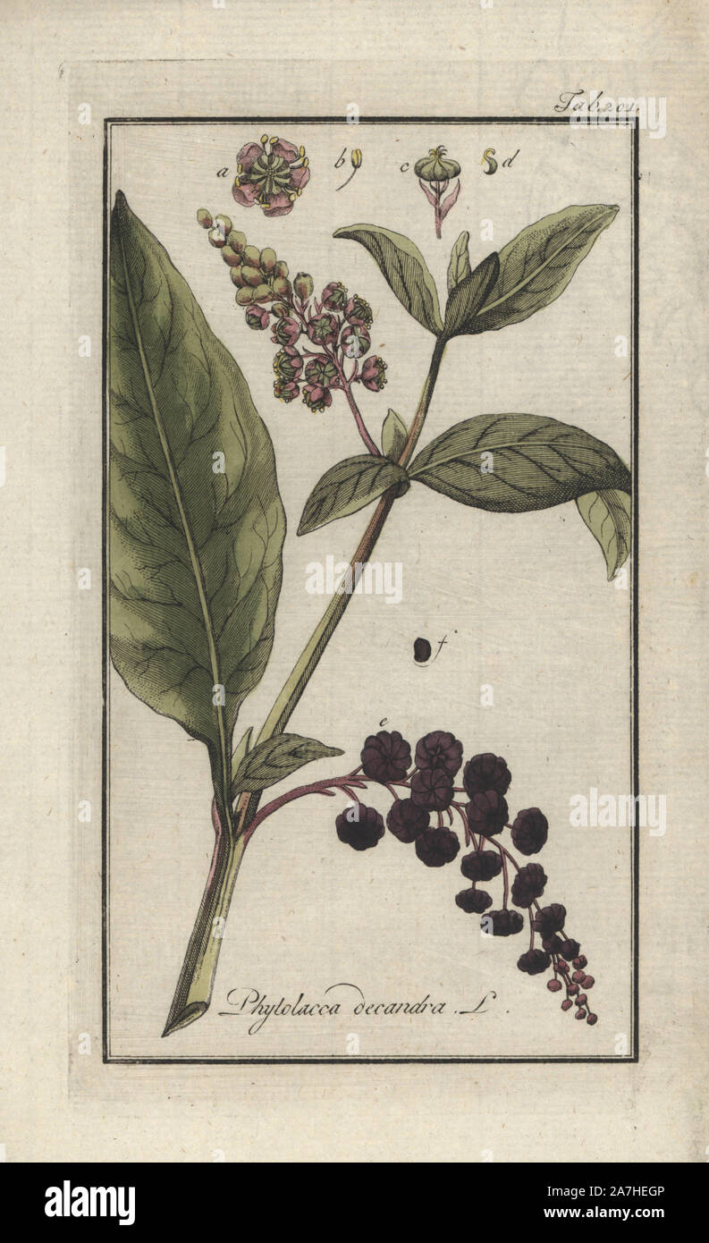 Poke root, Phytolacca decandra. Handcoloured copperplate botanical engraving from Johannes Zorn's 'Afbeelding der Artseny-Gewassen,' Jan Christiaan Sepp, Amsterdam, 1796. Zorn first published his illustrated medical botany in Nurnberg in 1780 with 500 plates, and a Dutch edition followed in 1796 published by J.C. Sepp with an additional 100 plates. Zorn (1739-1799) was a German pharmacist and botanist who collected medical plants from all over Europe for his 'Icones plantarum medicinalium' for apothecaries and doctors. Stock Photo